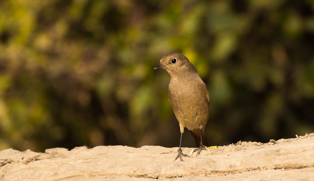 Canon EF 100-400mm F4.5-5.6L IS USM sample photo. Redstart photography