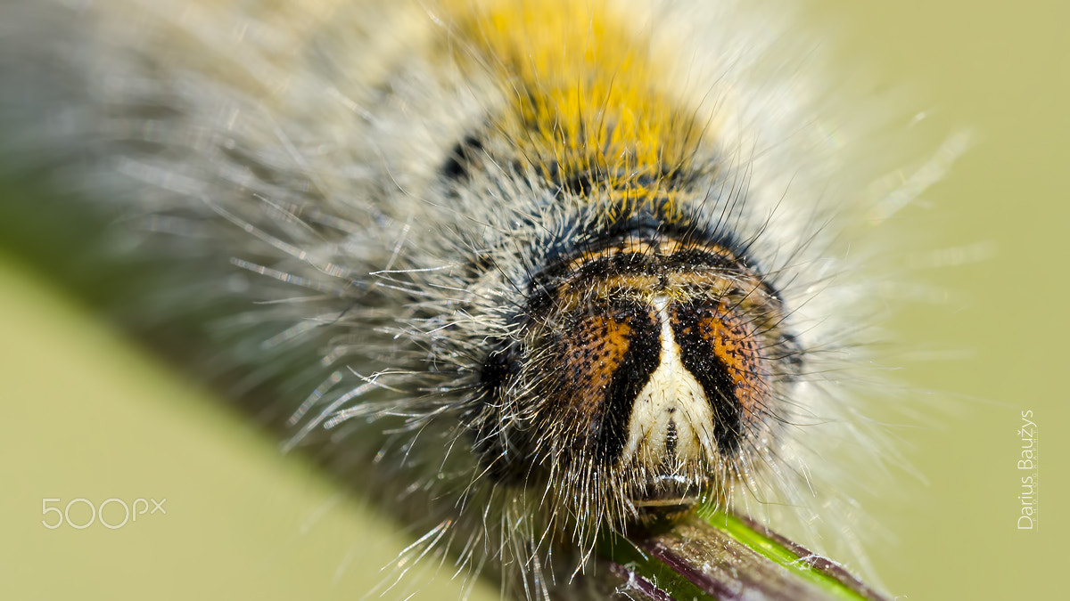 Sigma 150mm F2.8 EX DG OS Macro HSM sample photo. Hairy man photography