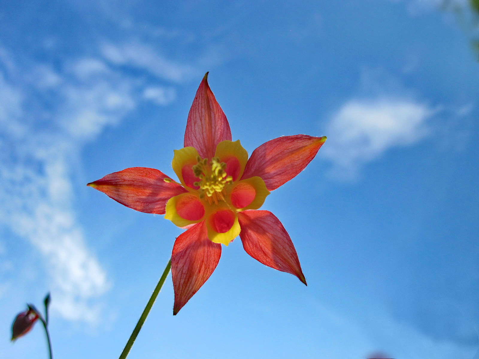 Canon PowerShot SD780 IS (Digital IXUS 100 IS / IXY Digital 210 IS) sample photo. Star photography