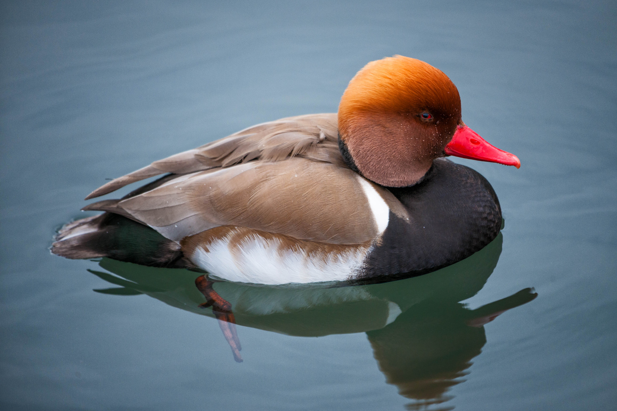Nikon D3X sample photo. Hometown mirroring red-crested pochard photography