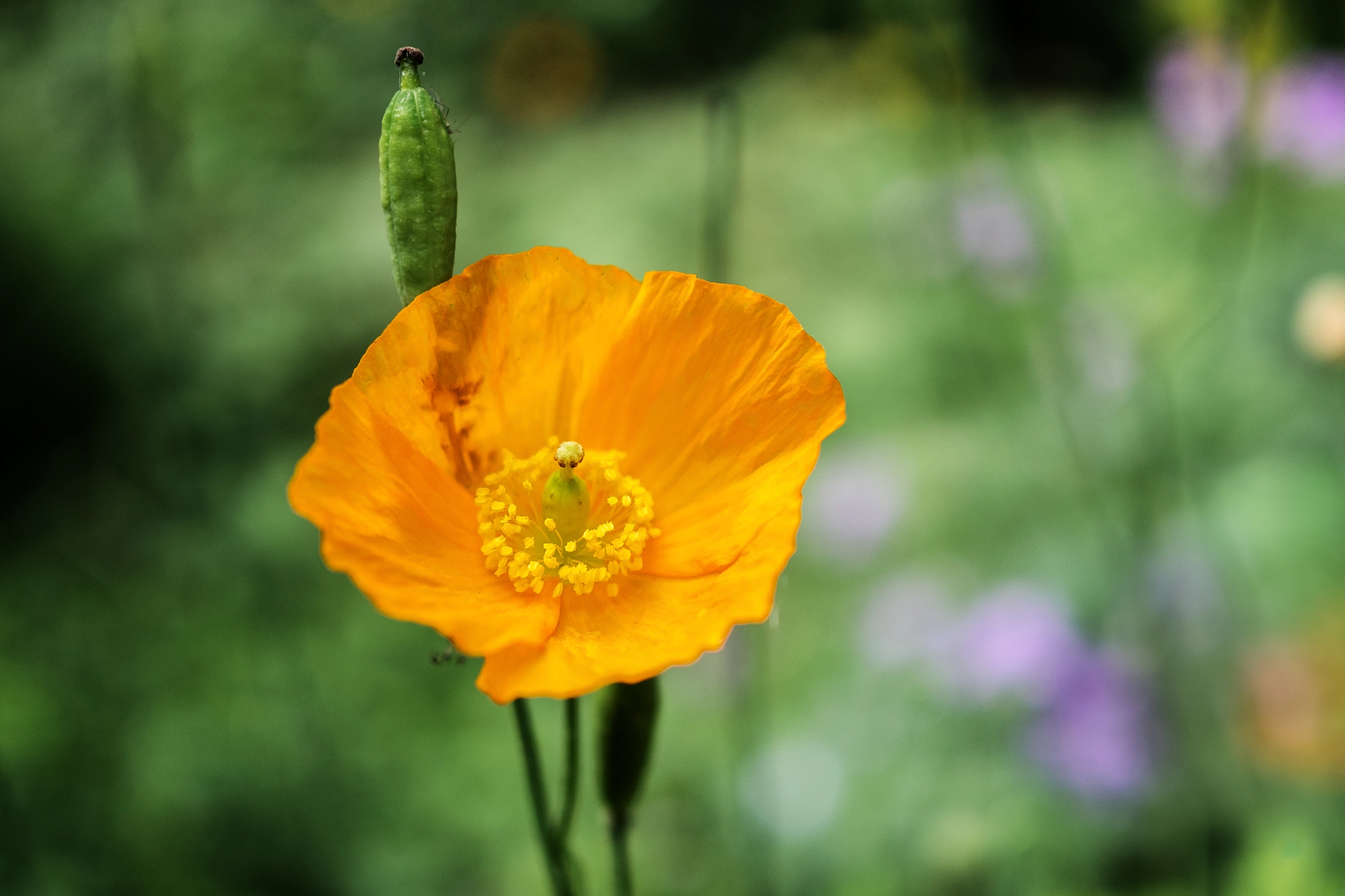 Panasonic Lumix DMC-GX8 + Olympus M.Zuiko Digital 25mm F1.8 sample photo. Mohnblume photography