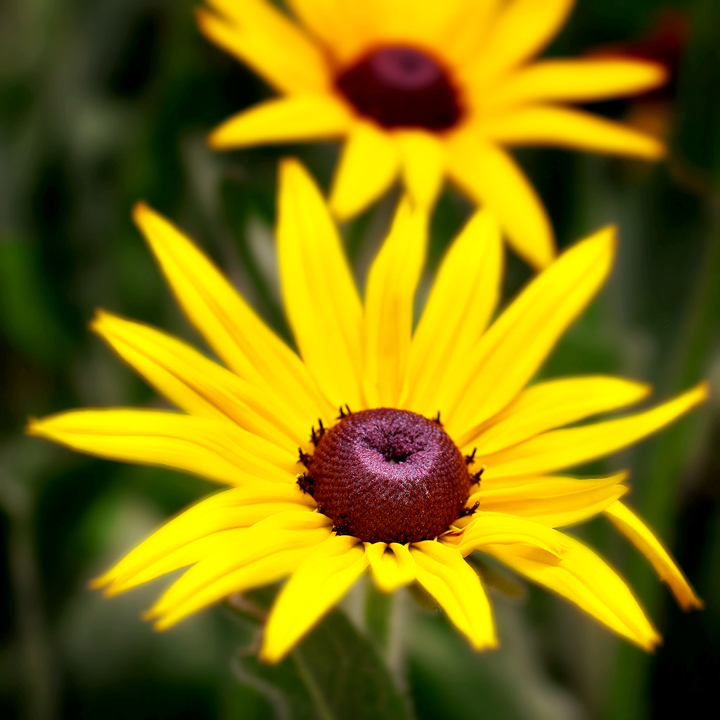 Canon EOS 50D + Canon EF 50mm F2.5 Macro sample photo. Echo photography