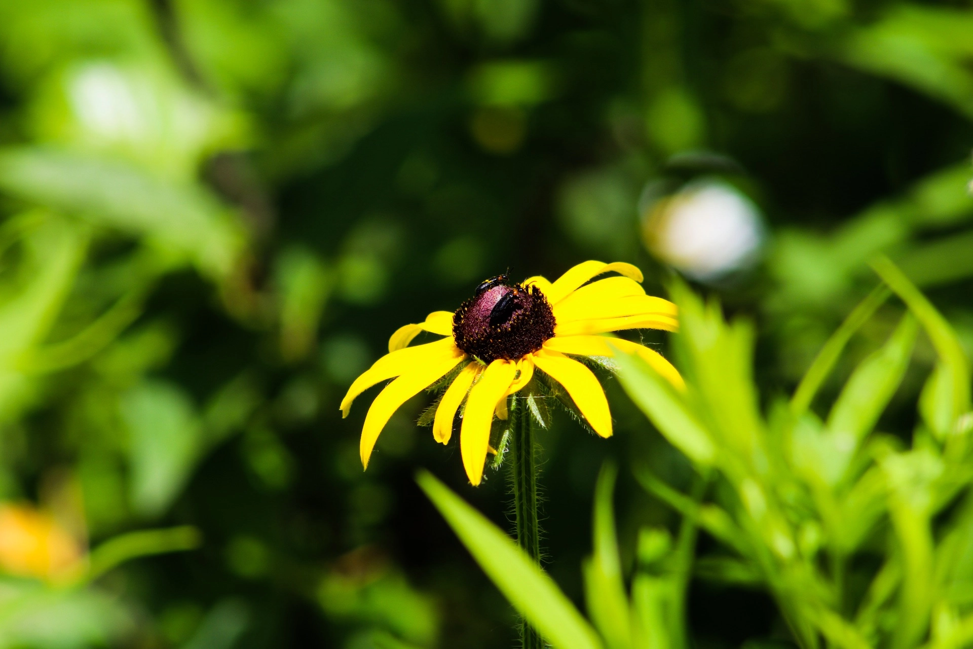 Canon EOS 80D + EF75-300mm f/4-5.6 sample photo