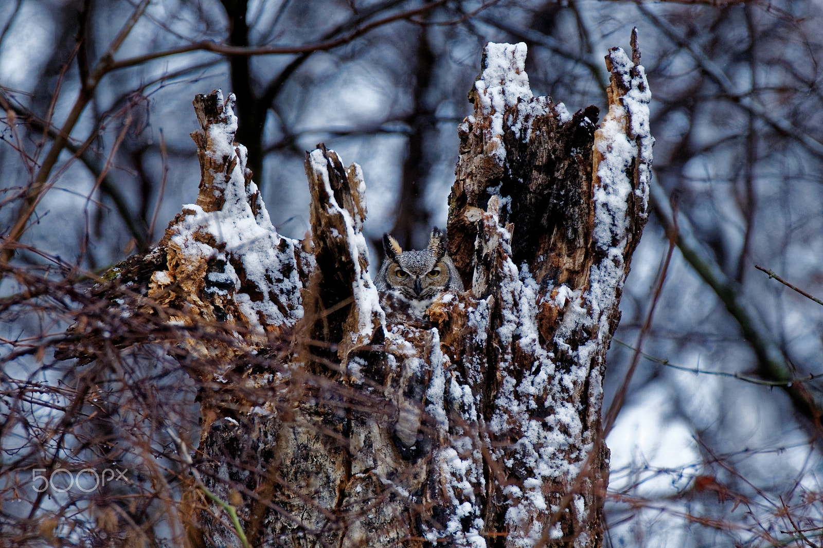 Tamron SP 150-600mm F5-6.3 Di VC USD sample photo. Snowy great horned owl photography