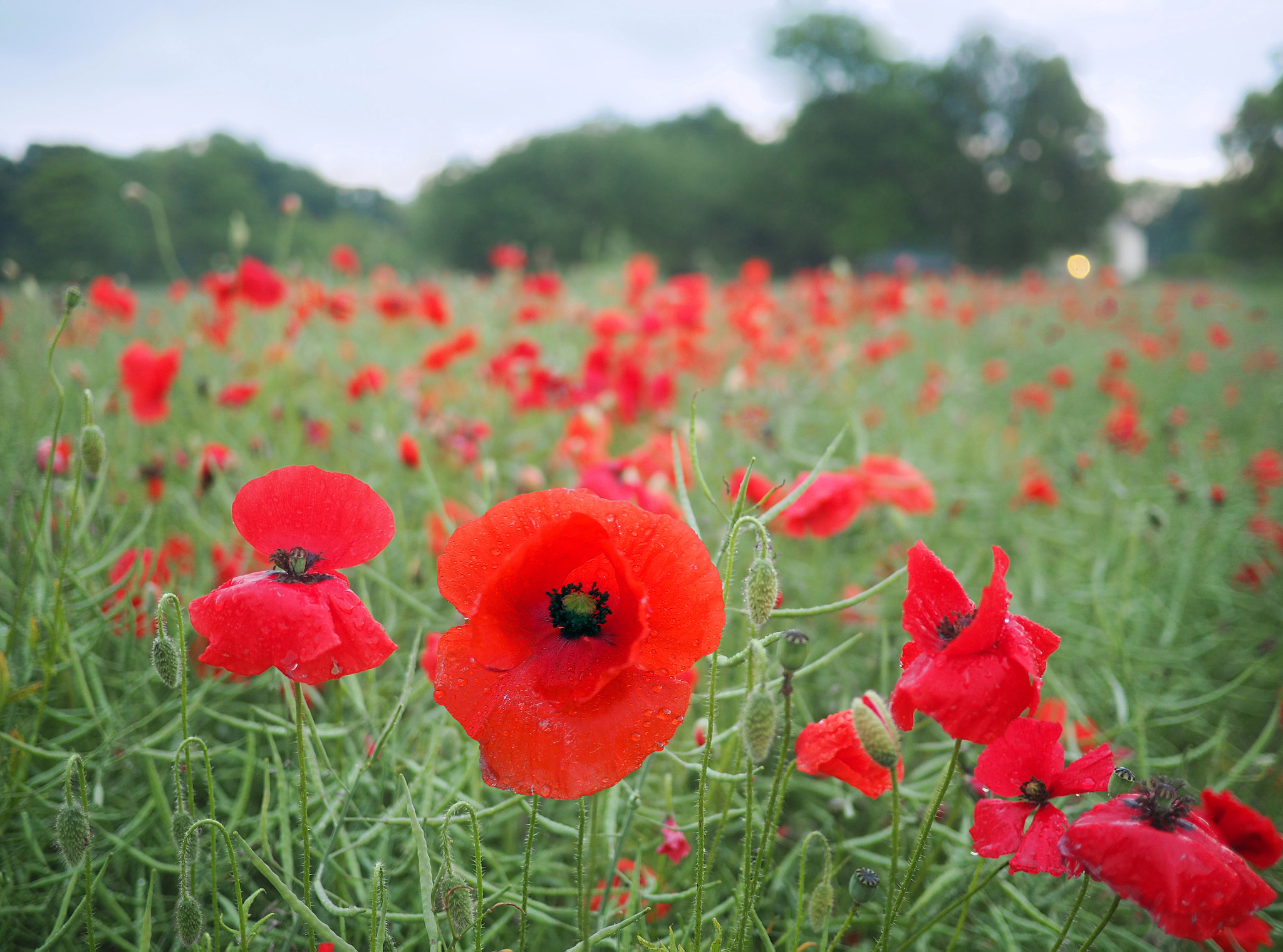 Olympus OM-D E-M5 II + Panasonic Lumix G 20mm F1.7 ASPH sample photo. Poppy field photography