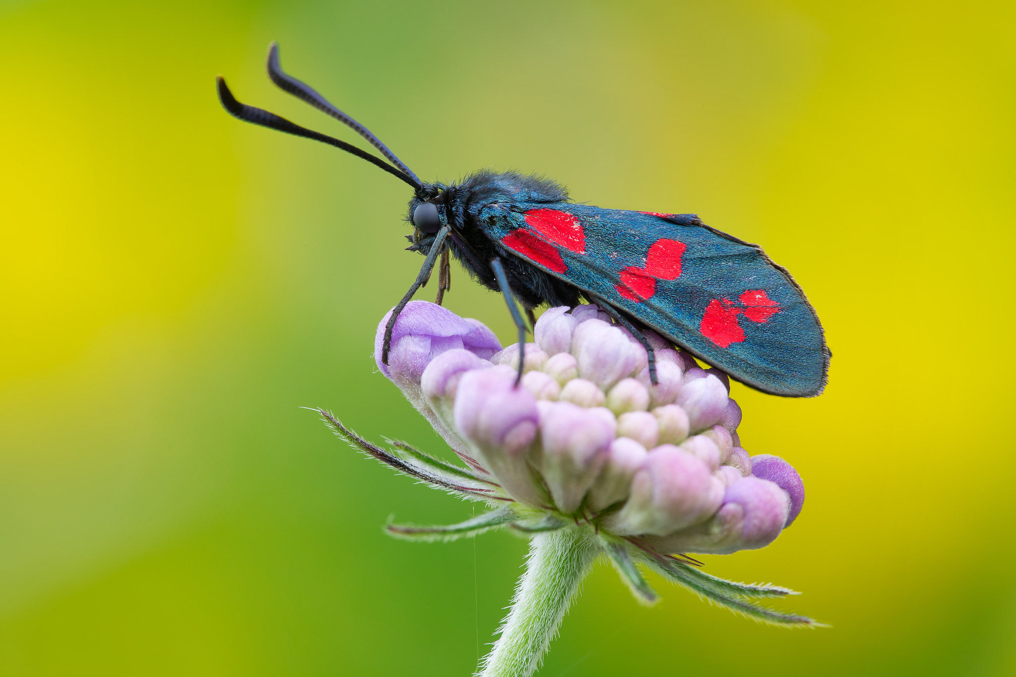 Canon EF 180mm F3.5L Macro USM sample photo. Zygaena filipendulae photography