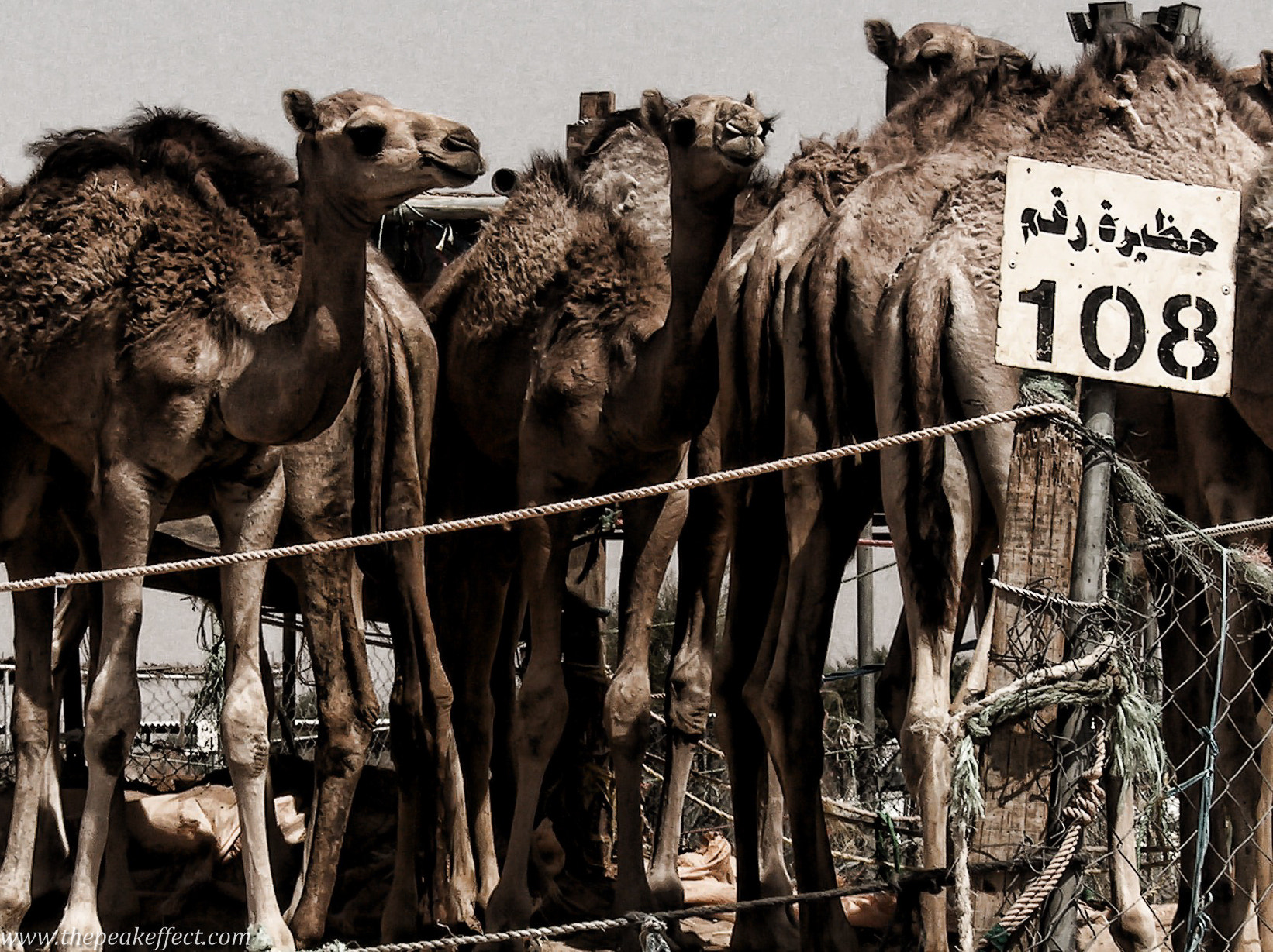 HP PHOTOSMART C935 (V03.61) sample photo. Camel market photography
