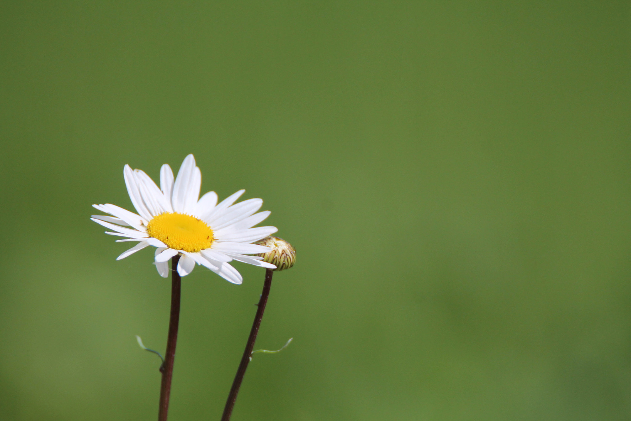 Canon EOS 1100D (EOS Rebel T3 / EOS Kiss X50) + Tamron SP 150-600mm F5-6.3 Di VC USD sample photo. Another daisy photography