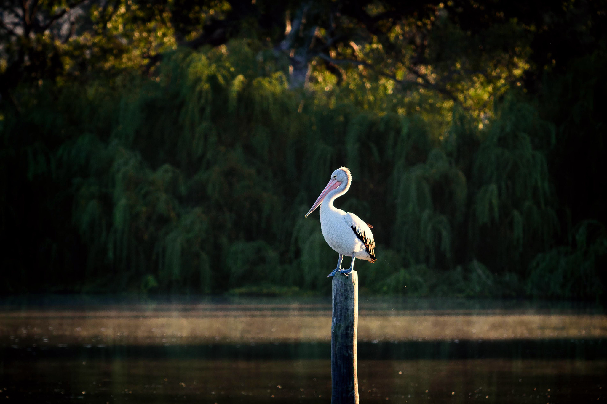 Nikon AF-S Nikkor 70-200mm F4G ED VR sample photo. Murray river photography