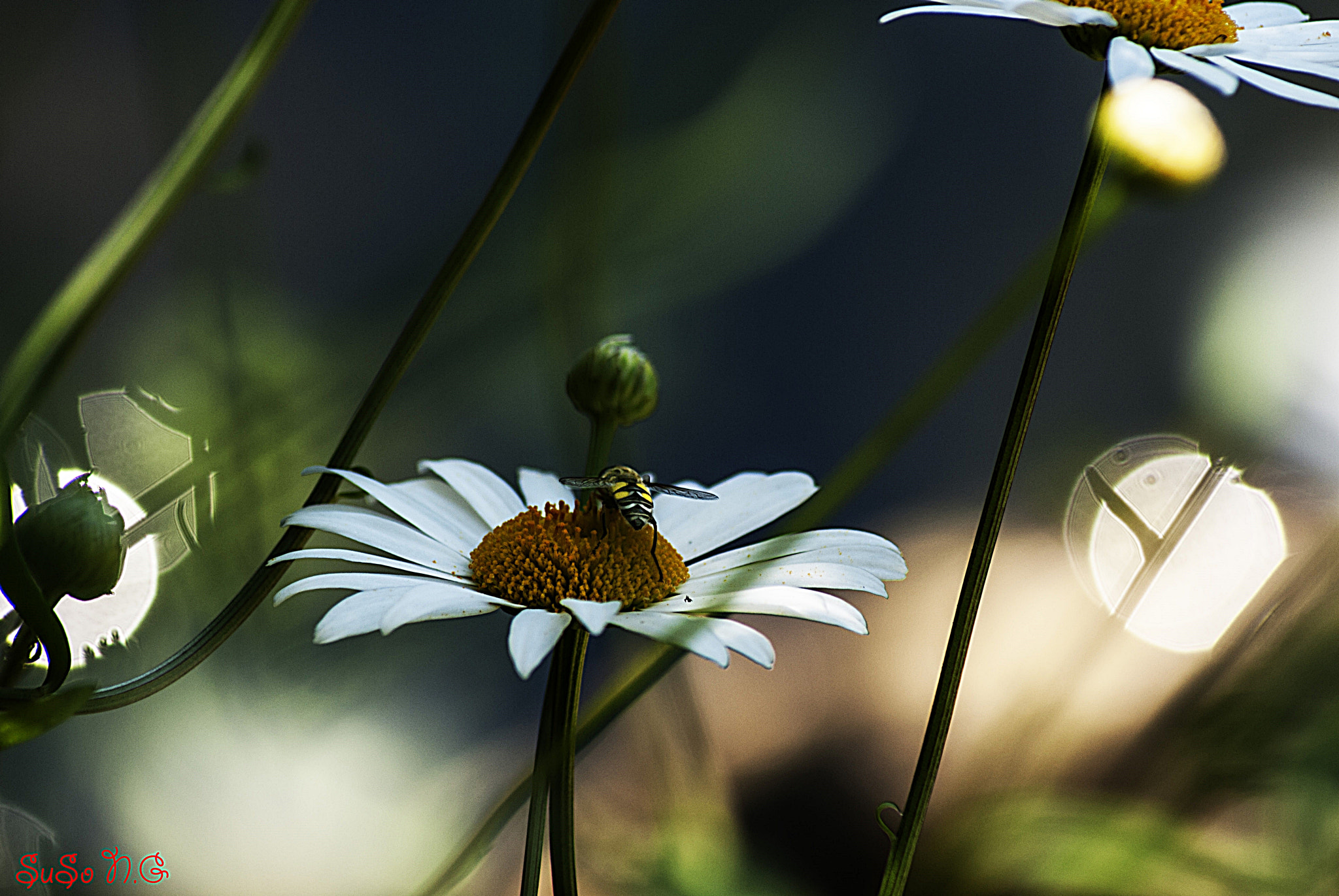 Nikon D3000 sample photo. Natu photography
