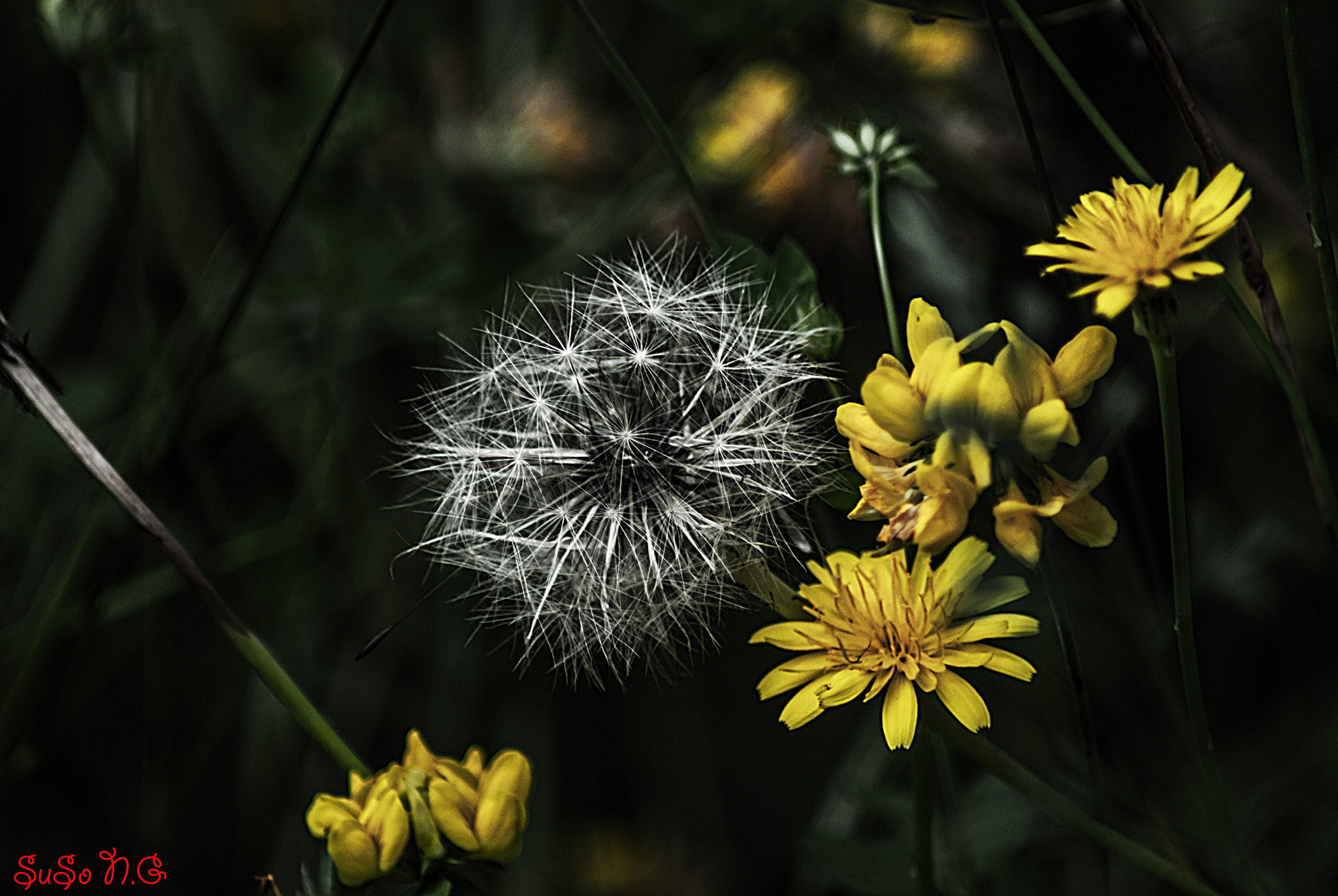 Nikon D3000 sample photo. Natu photography