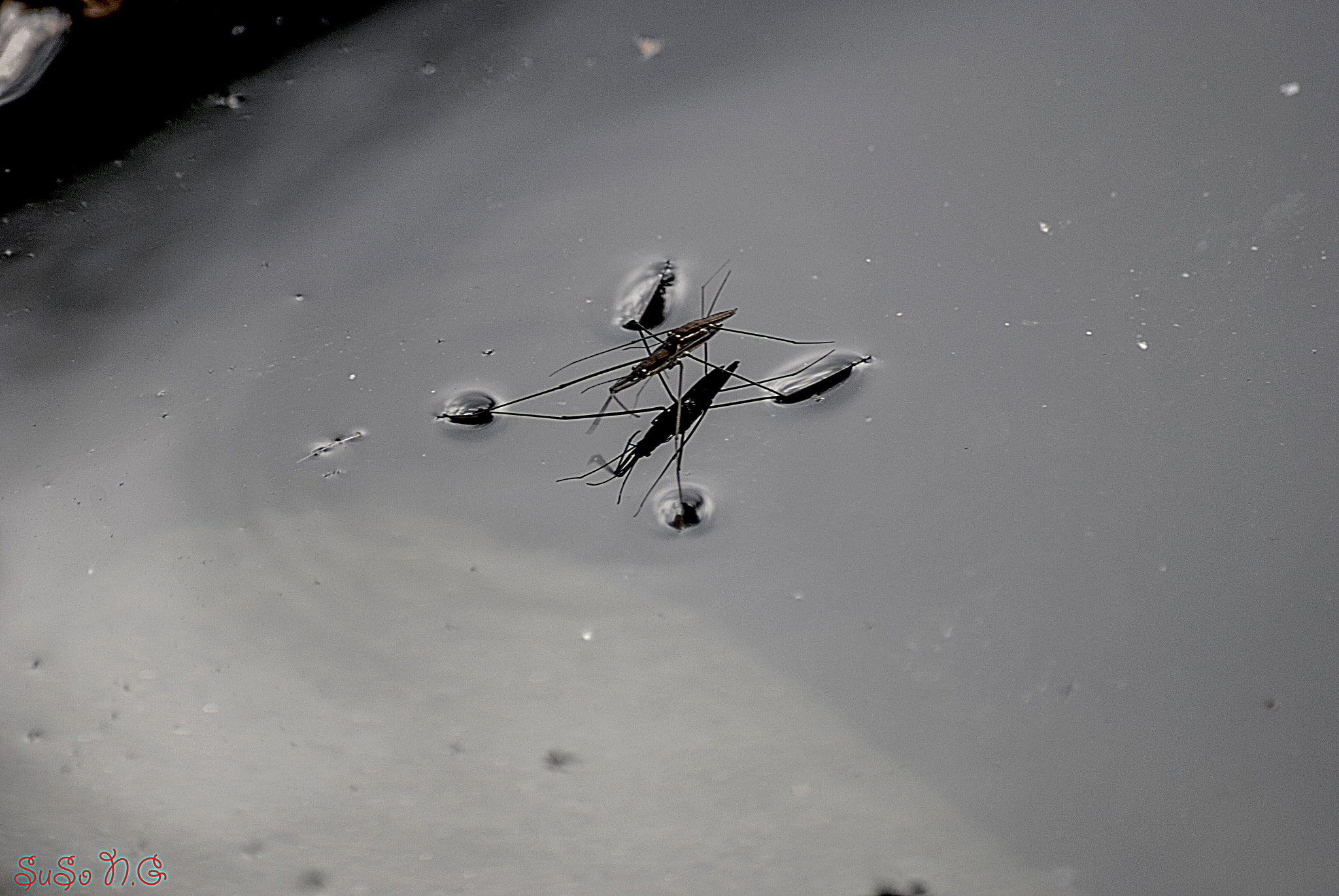 Nikon D3000 sample photo. Natu photography