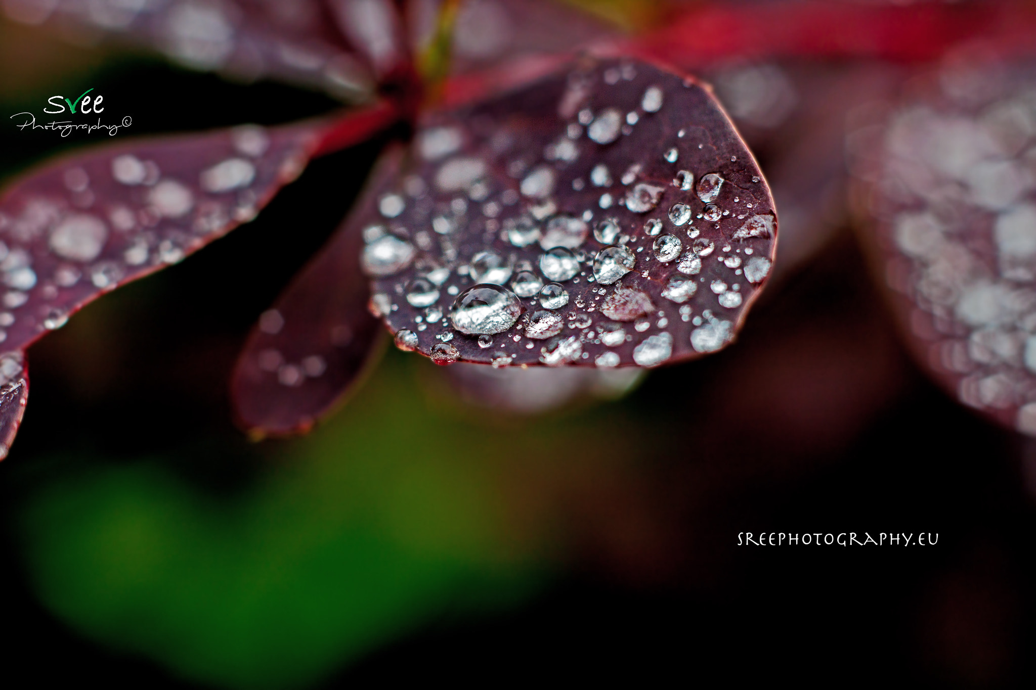 Canon EOS 500D (EOS Rebel T1i / EOS Kiss X3) + Canon EF 50mm f/1.8 sample photo. Just after rain photography