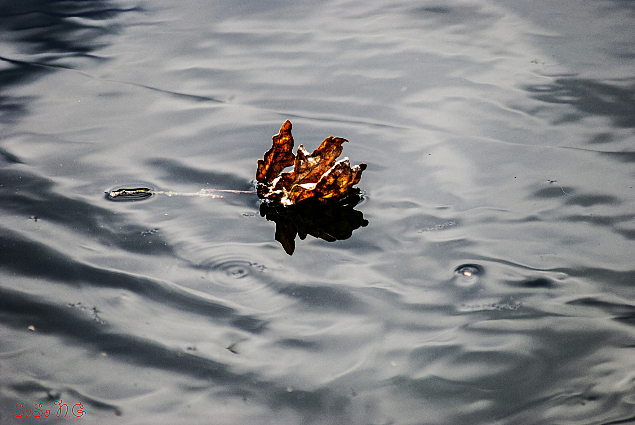 Nikon D3000 sample photo. Natu photography