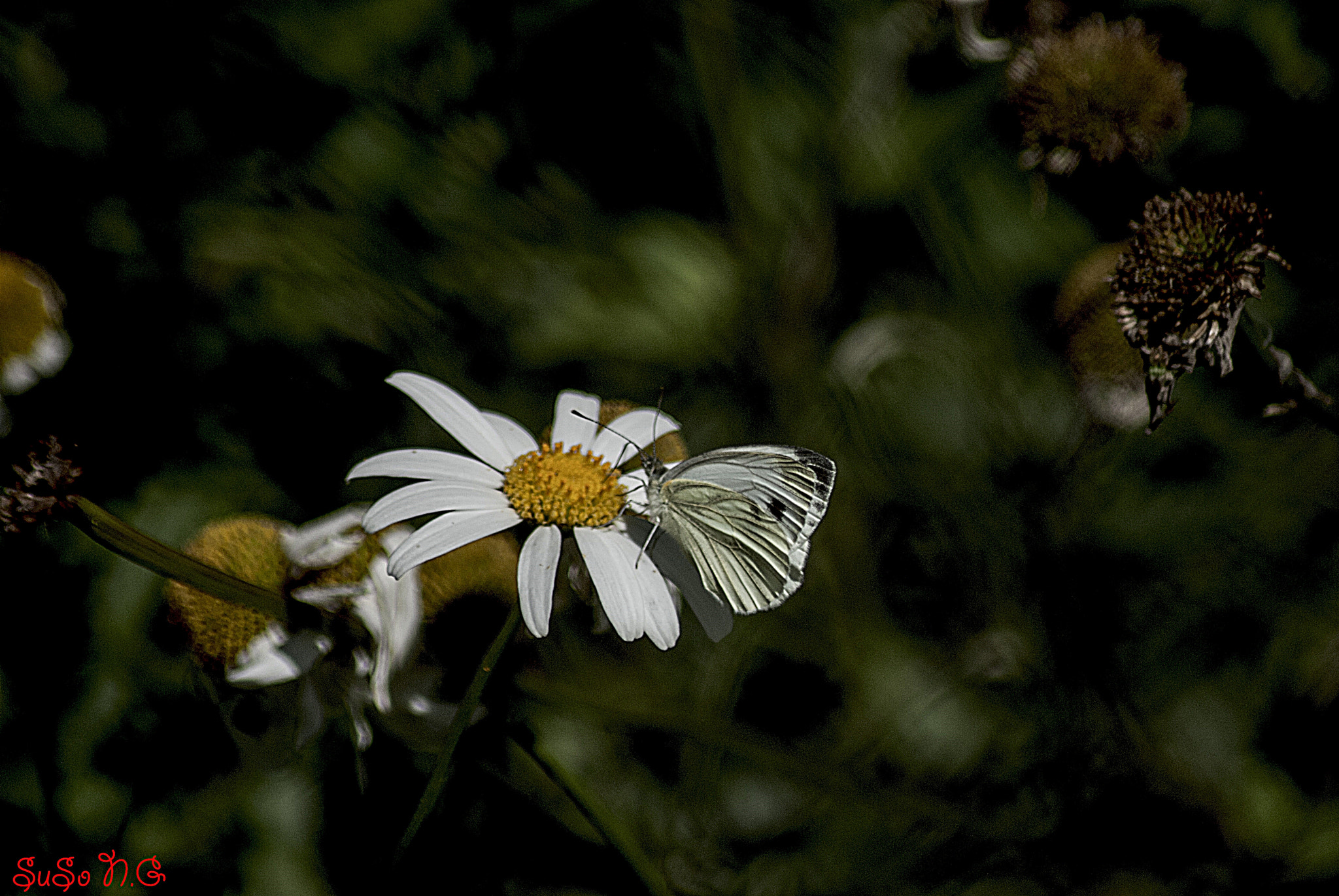 Nikon D3000 sample photo. Natu photography