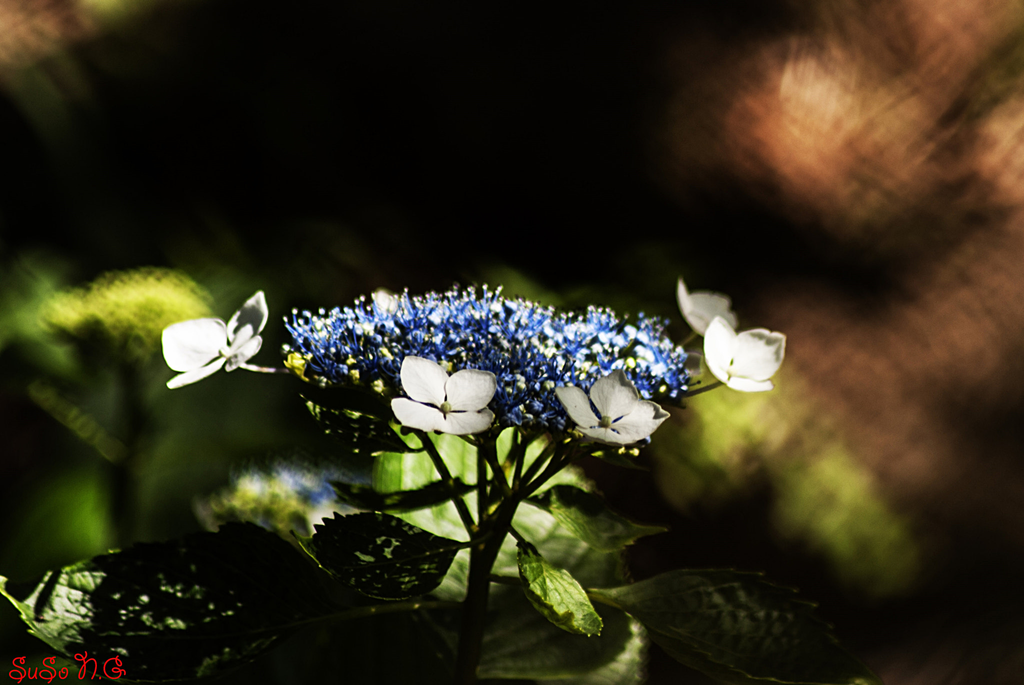 Nikon D3000 sample photo. Natu photography