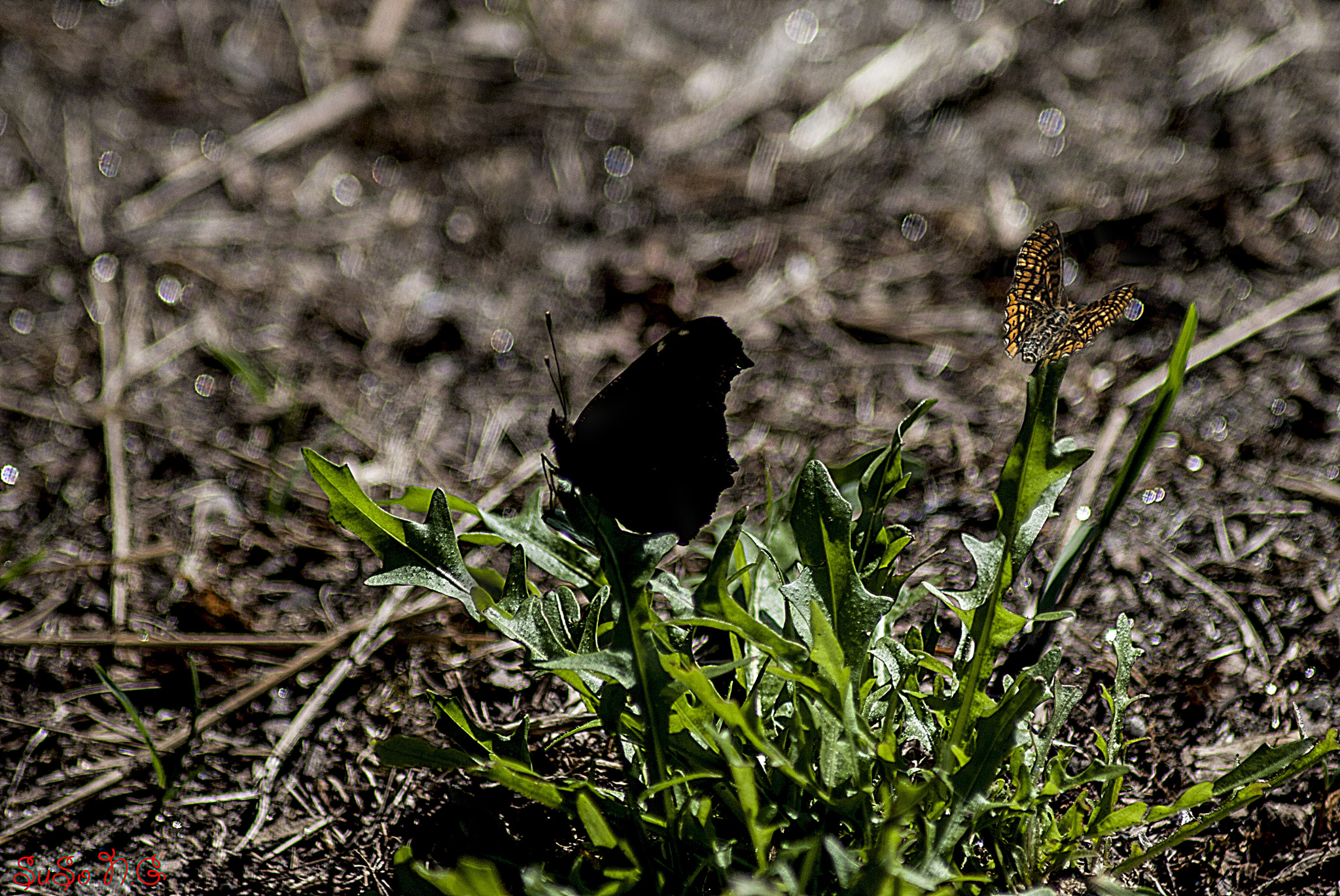 Nikon D3000 sample photo. Natu photography