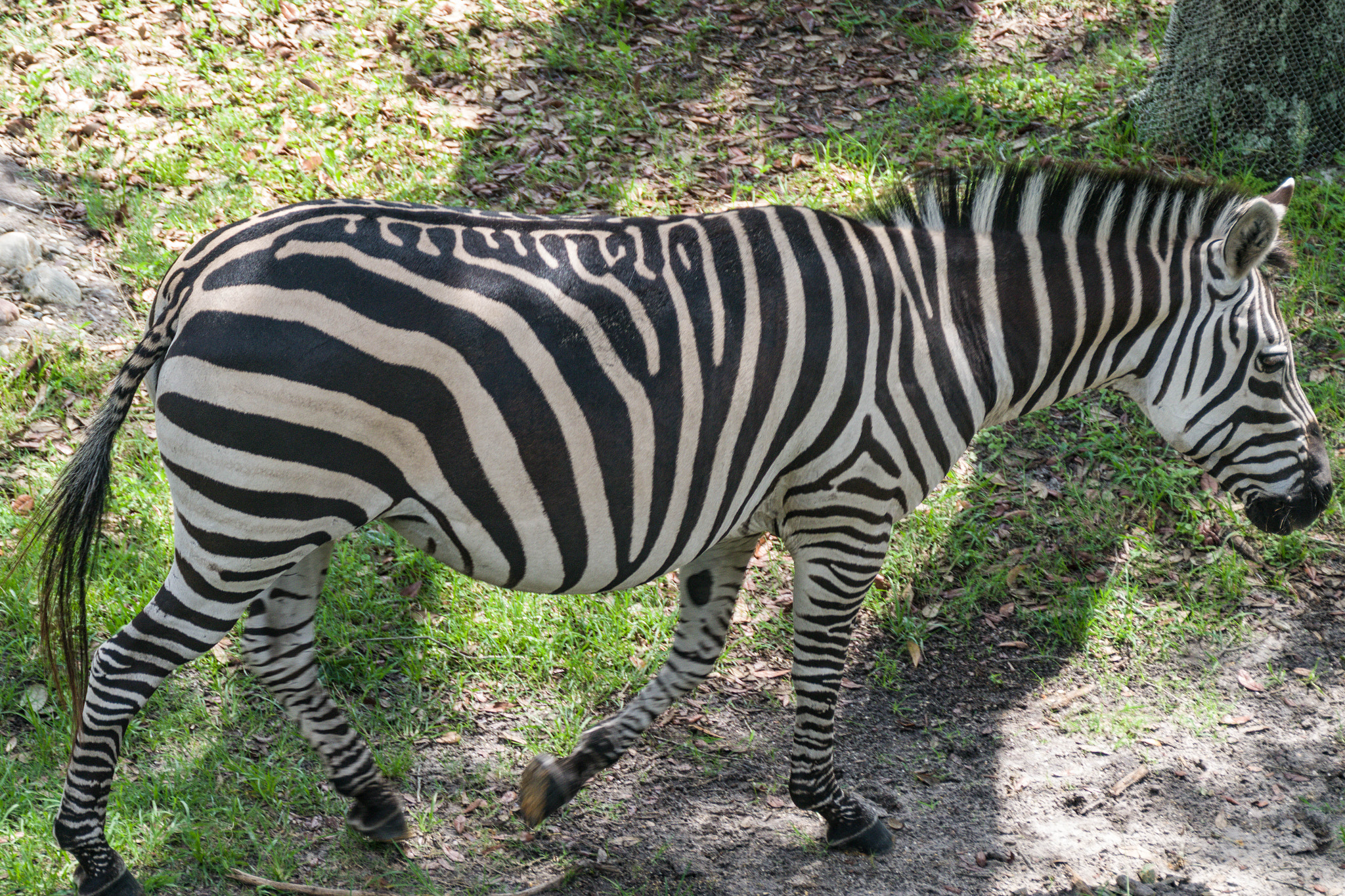 Pentax K-S2 + Sigma sample photo. Zebra photography