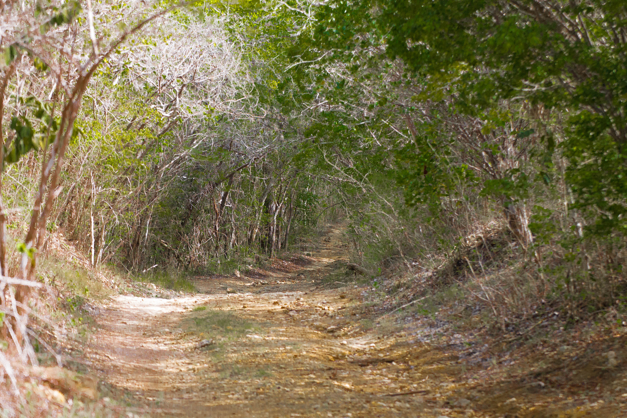 Tamron SP 35mm F1.8 Di VC USD sample photo. Bosque seco guanica photography