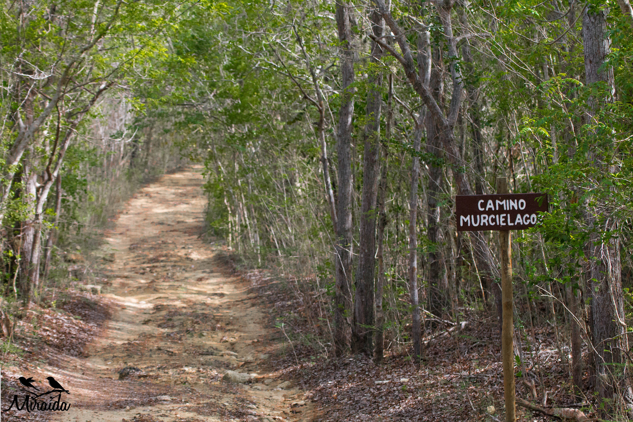 Tamron SP 35mm F1.8 Di VC USD sample photo. Bosque seco guanica photography