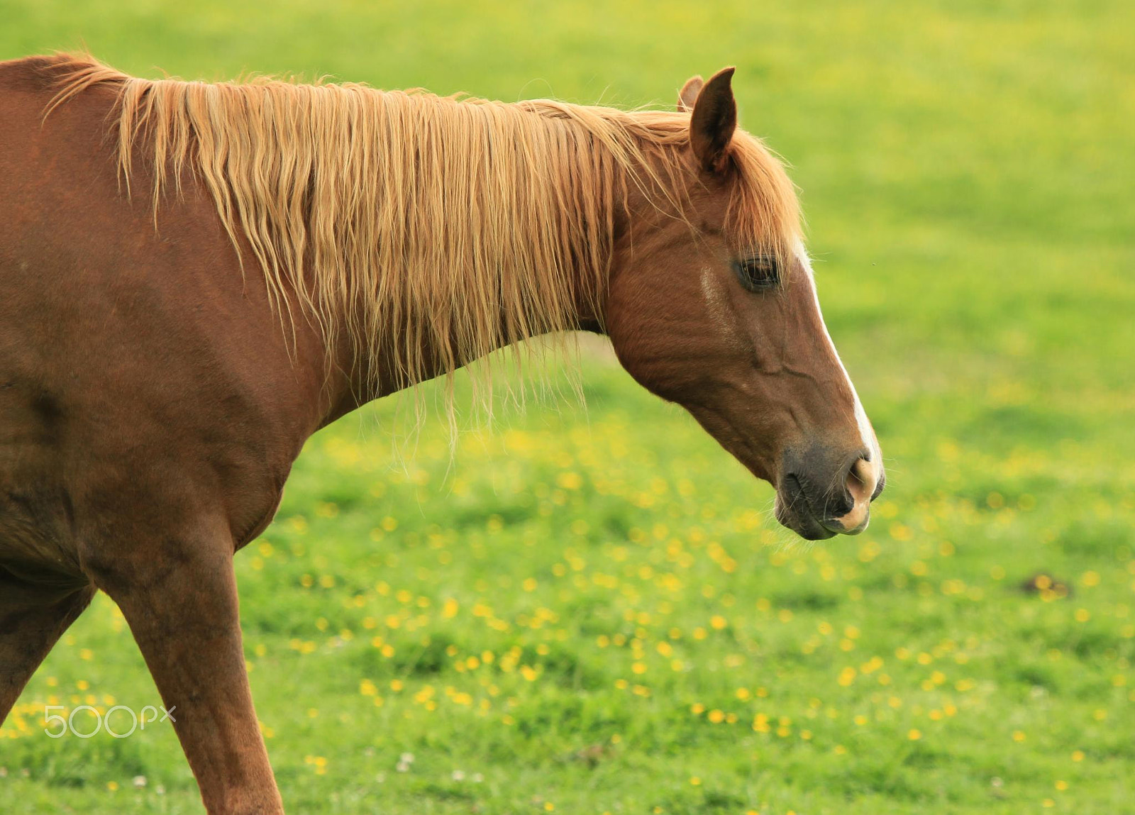 Canon EF 100-400mm F4.5-5.6L IS USM sample photo. Horses of cades cove photography