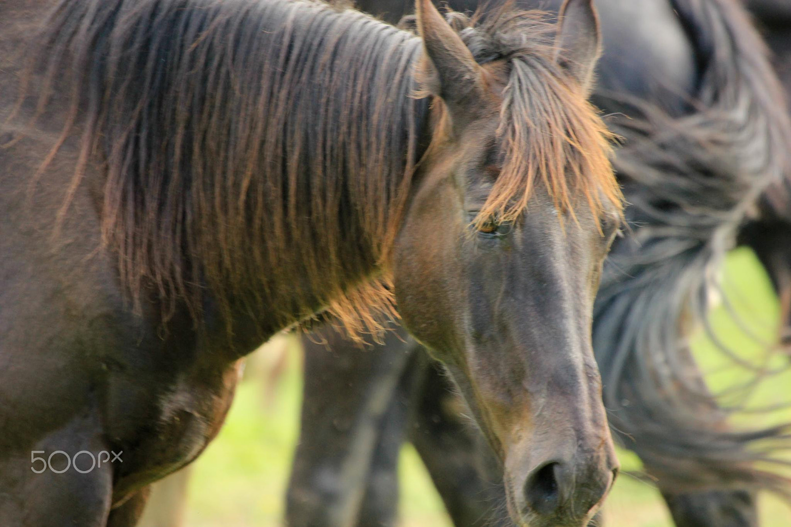 Canon EF 100-400mm F4.5-5.6L IS USM sample photo. Horses of cades cove photography