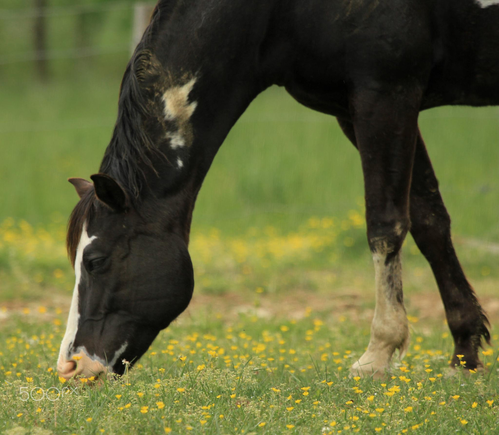 Canon EF 100-400mm F4.5-5.6L IS USM sample photo. Horses of cades cove photography
