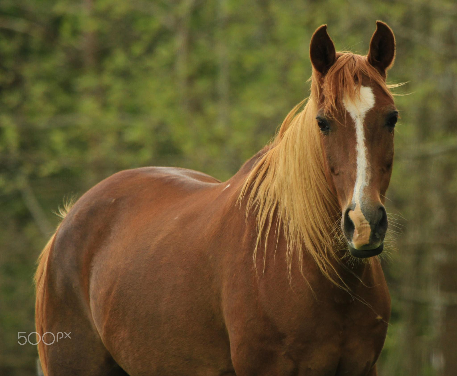 Canon EF 100-400mm F4.5-5.6L IS USM sample photo. Horses of cades cove photography