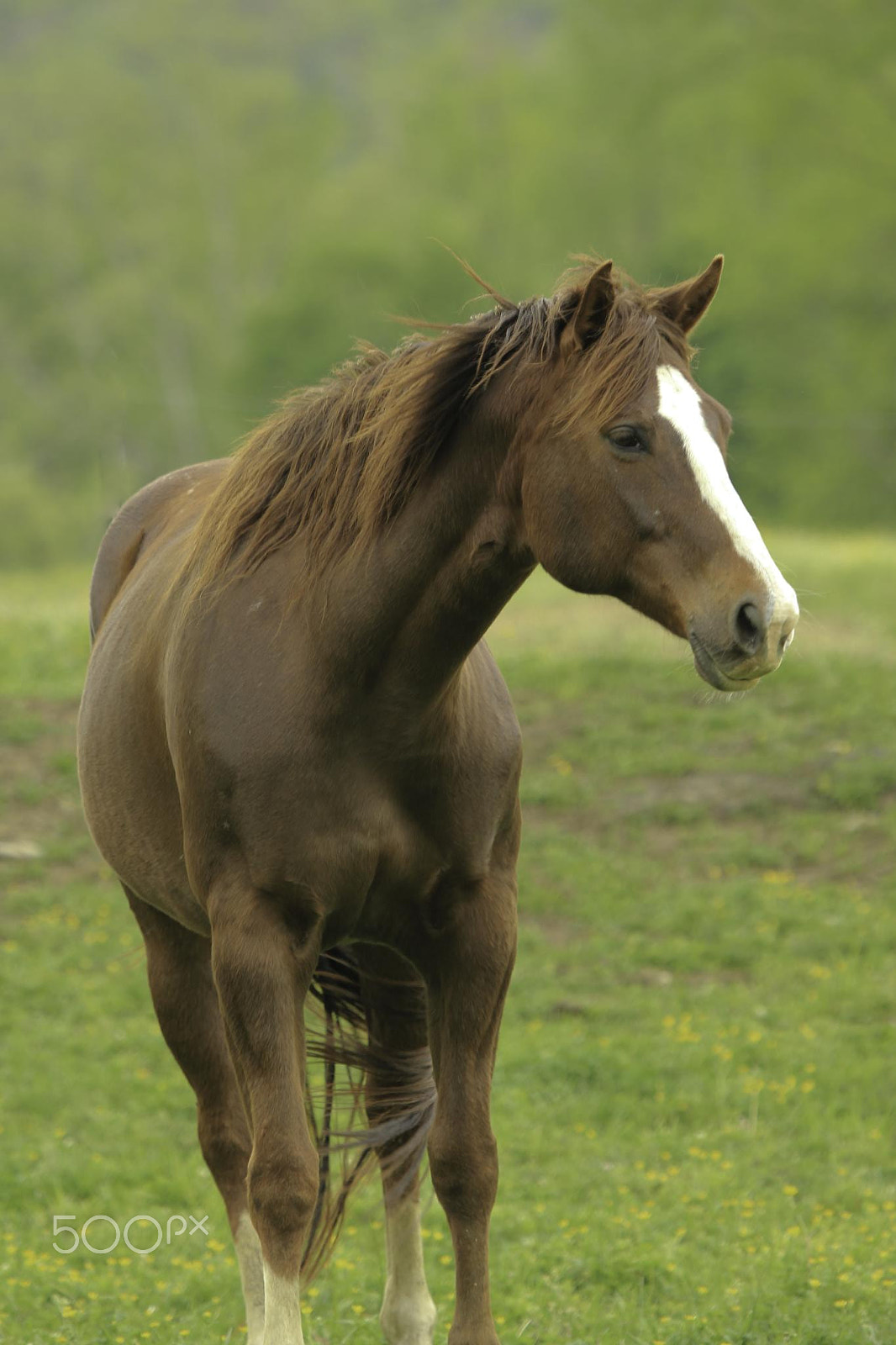 Canon EF 100-400mm F4.5-5.6L IS USM sample photo. Horses of cades cove photography