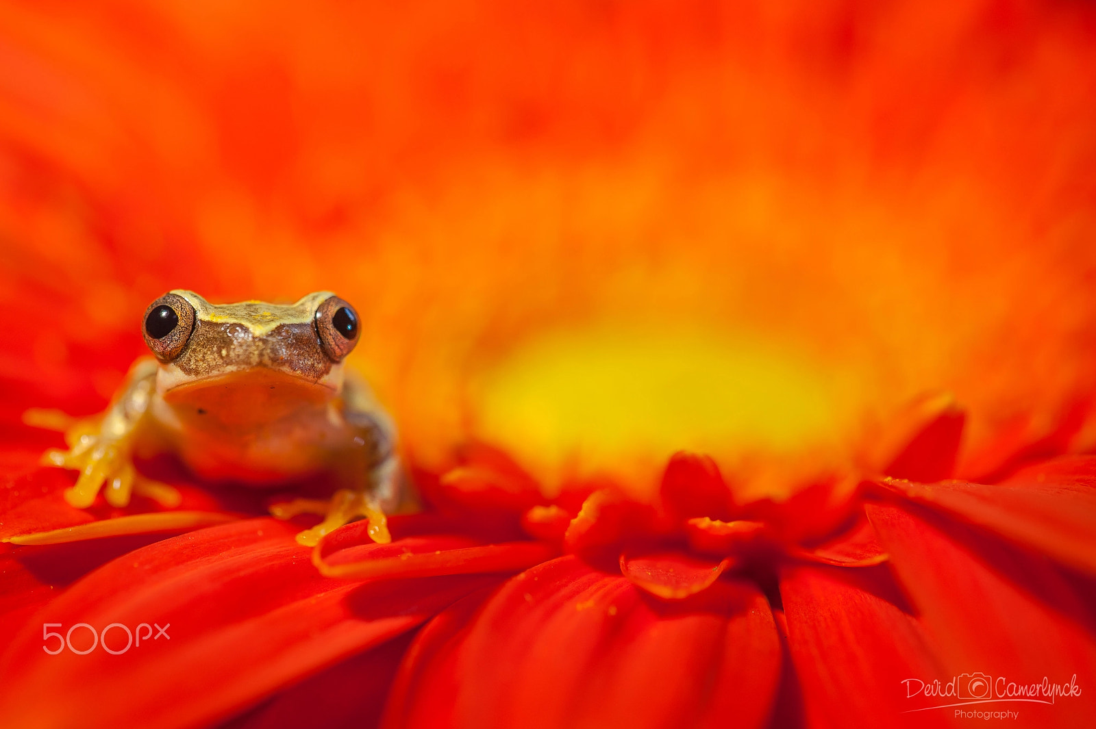 Sigma APO Macro 180mm F3.5 EX DG HSM sample photo. My little friend photography