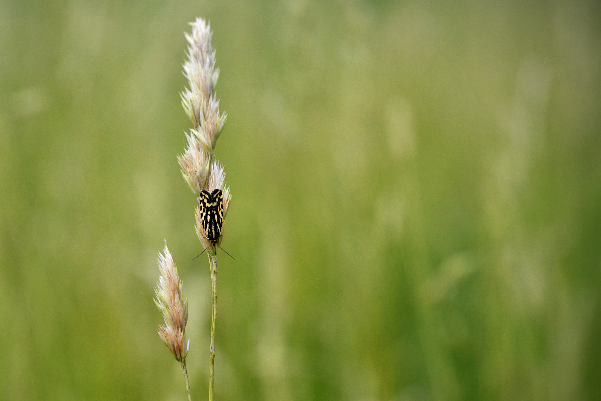 Nikon D800 + Sigma 50mm F2.8 EX DG Macro sample photo. Minimal nature photography