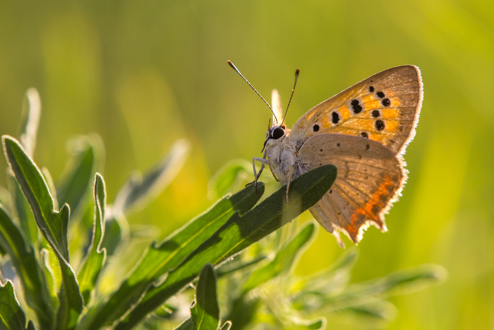 Tamron SP AF 180mm F3.5 Di LD (IF) Macro sample photo. The small copper photography