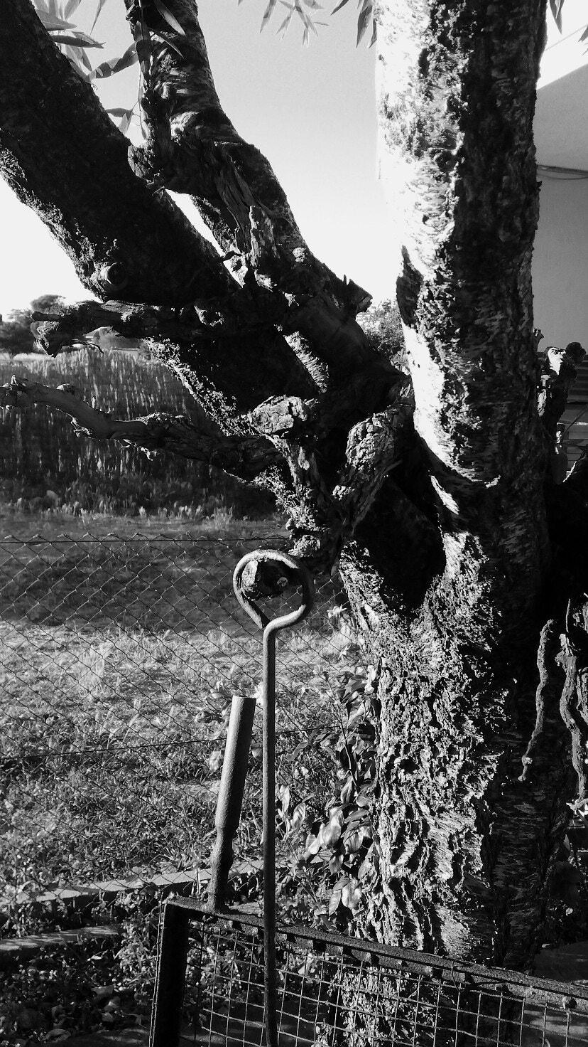 bq Aquaris E5 HD sample photo. Dead tree photography