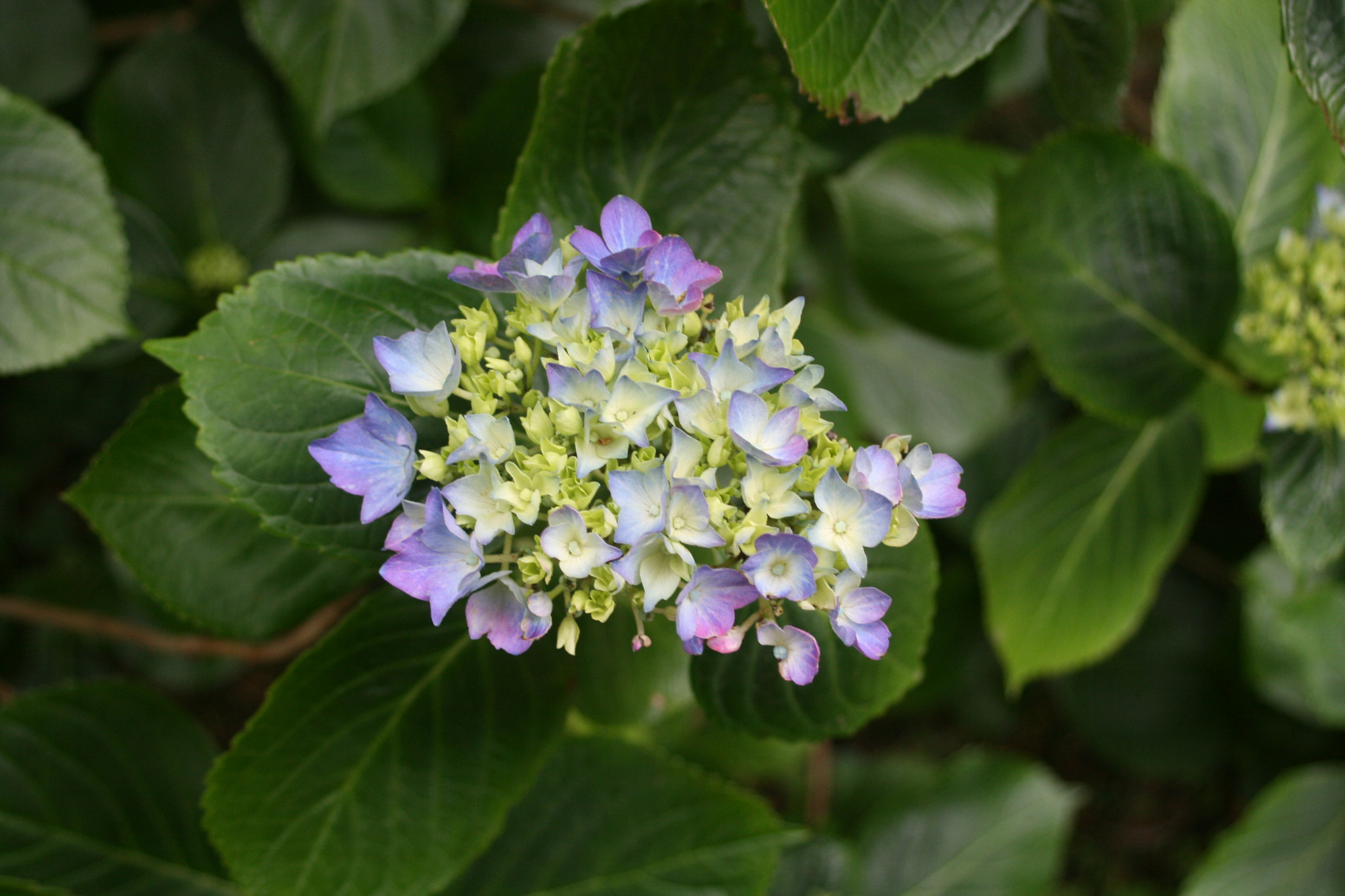 Canon EF 28-80mm f/3.5-5.6 sample photo. Fleurs photography