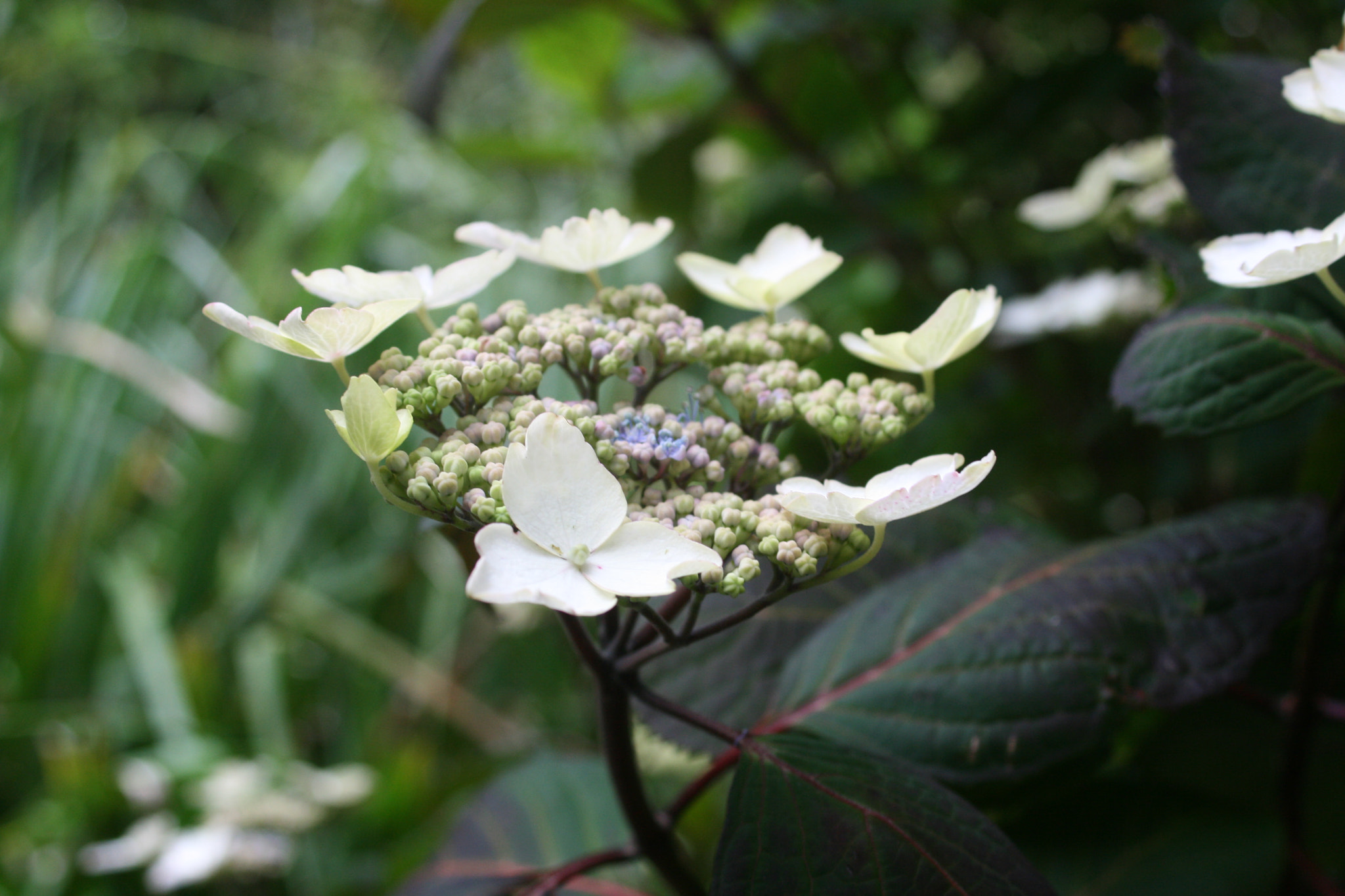 Canon EF 28-80mm f/3.5-5.6 sample photo. Fleurs photography