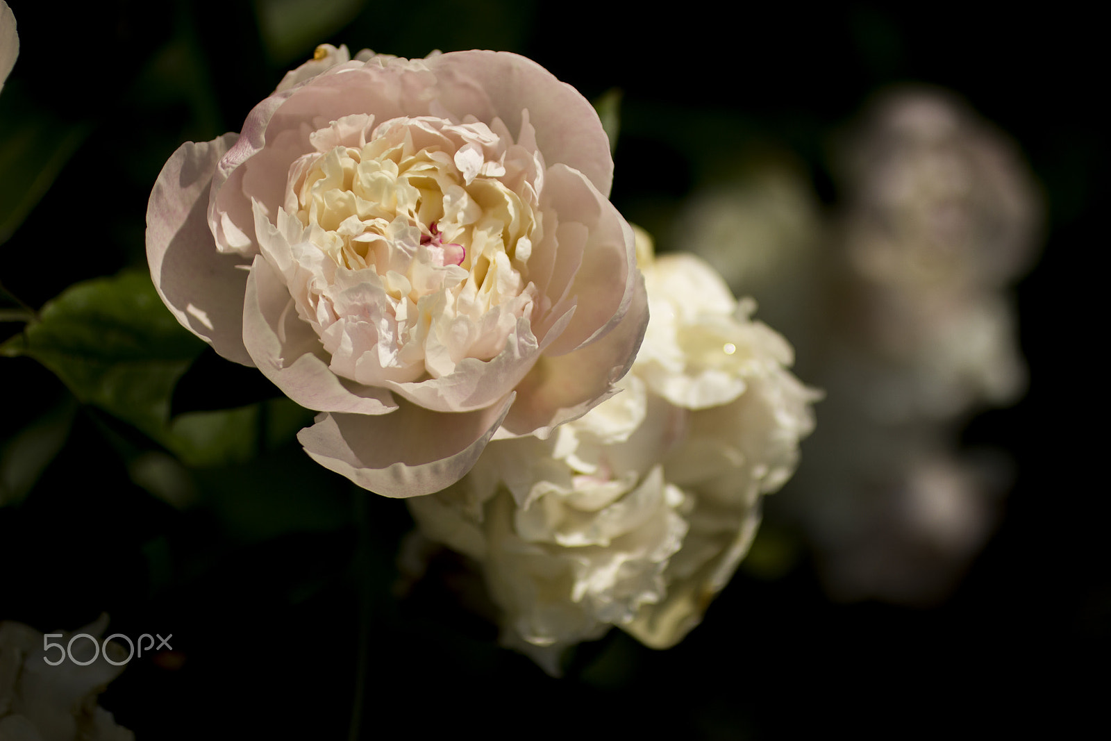 Canon EOS 600D (Rebel EOS T3i / EOS Kiss X5) + Canon EF 50mm F2.5 Macro sample photo. Peony photography