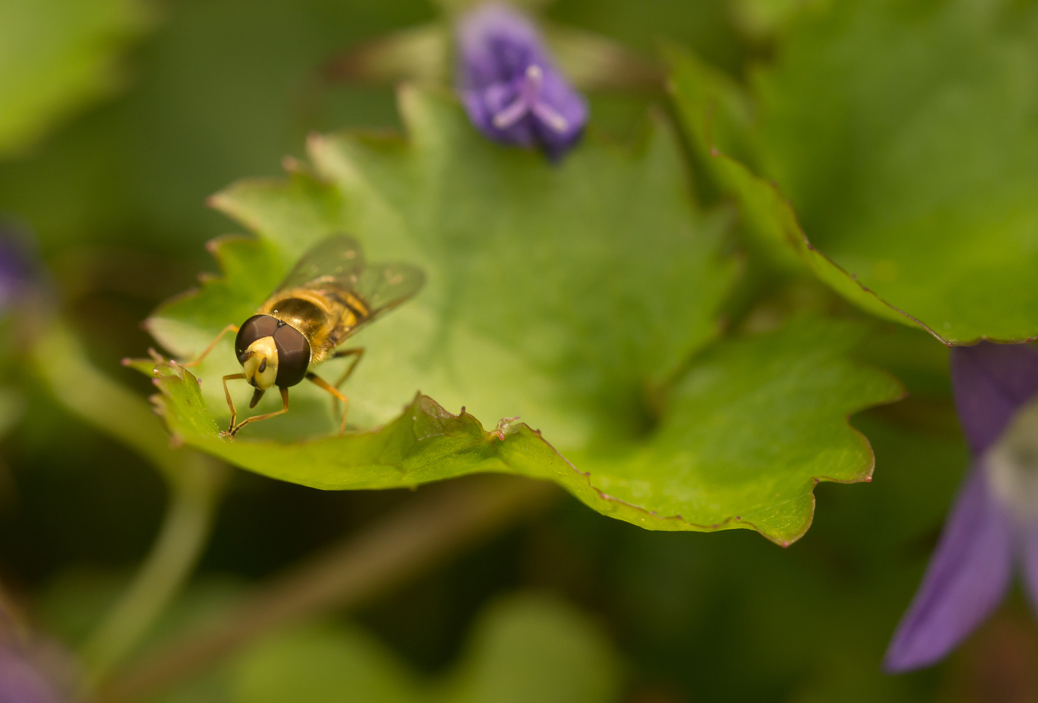 Sony SLT-A65 (SLT-A65V) sample photo. Bij photography