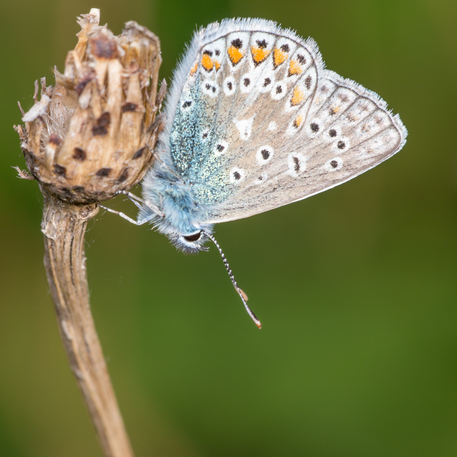 Sigma APO Macro 150mm f/2.8 EX DG HSM sample photo. Common blue photography
