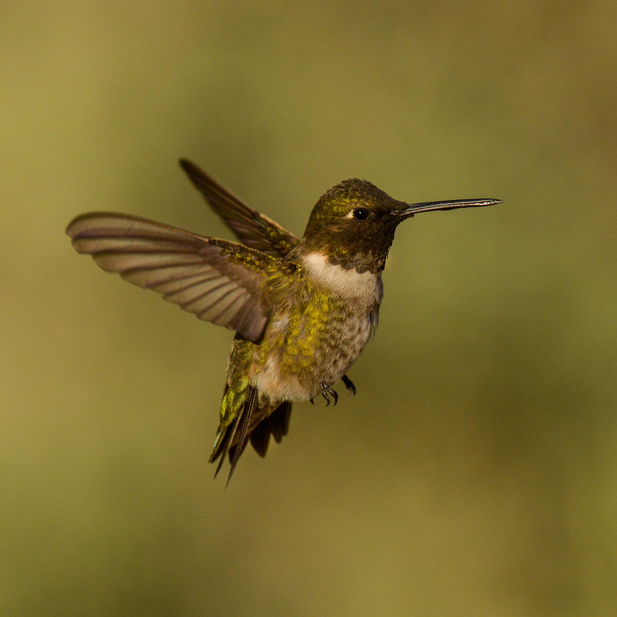 Nikon AF-S Nikkor 400mm F2.8G ED VR II sample photo. Hummer photography