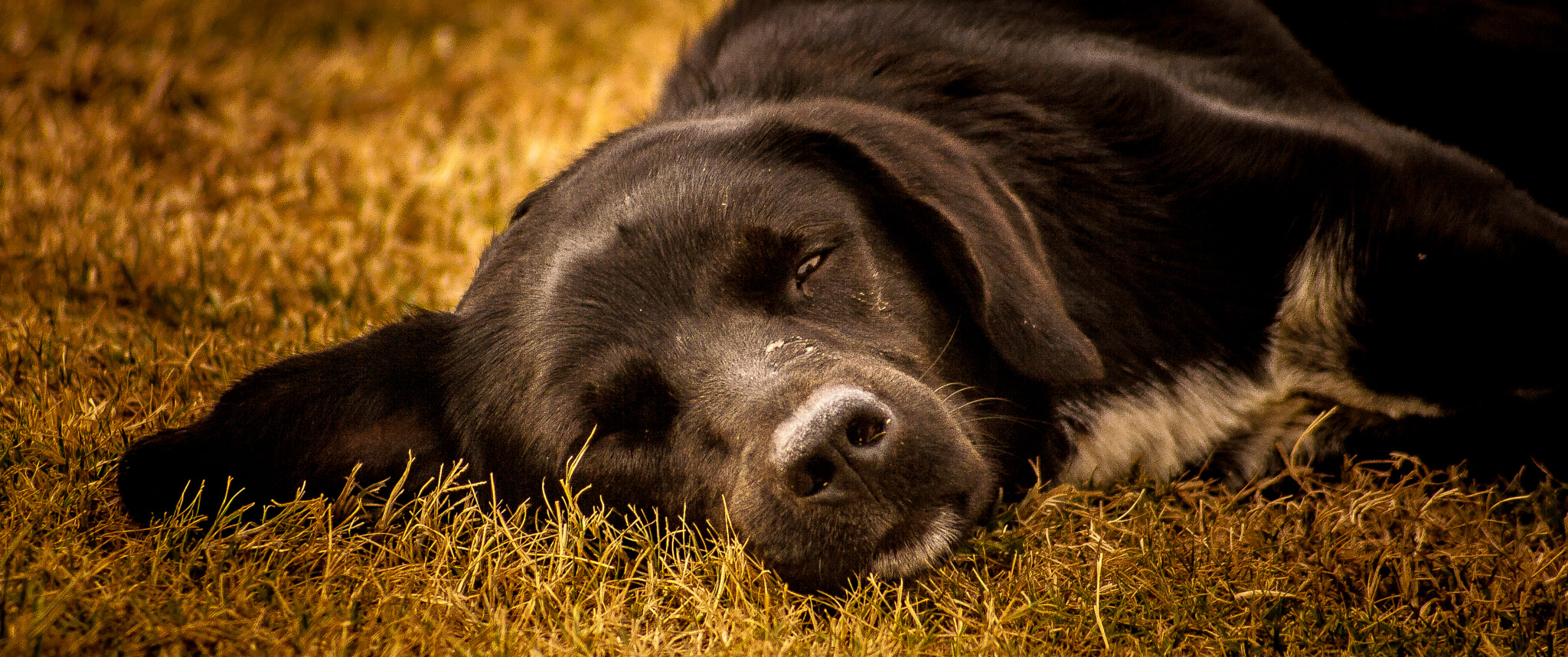 Canon EOS 400D (EOS Digital Rebel XTi / EOS Kiss Digital X) sample photo. A lazy & cute stray dog photography