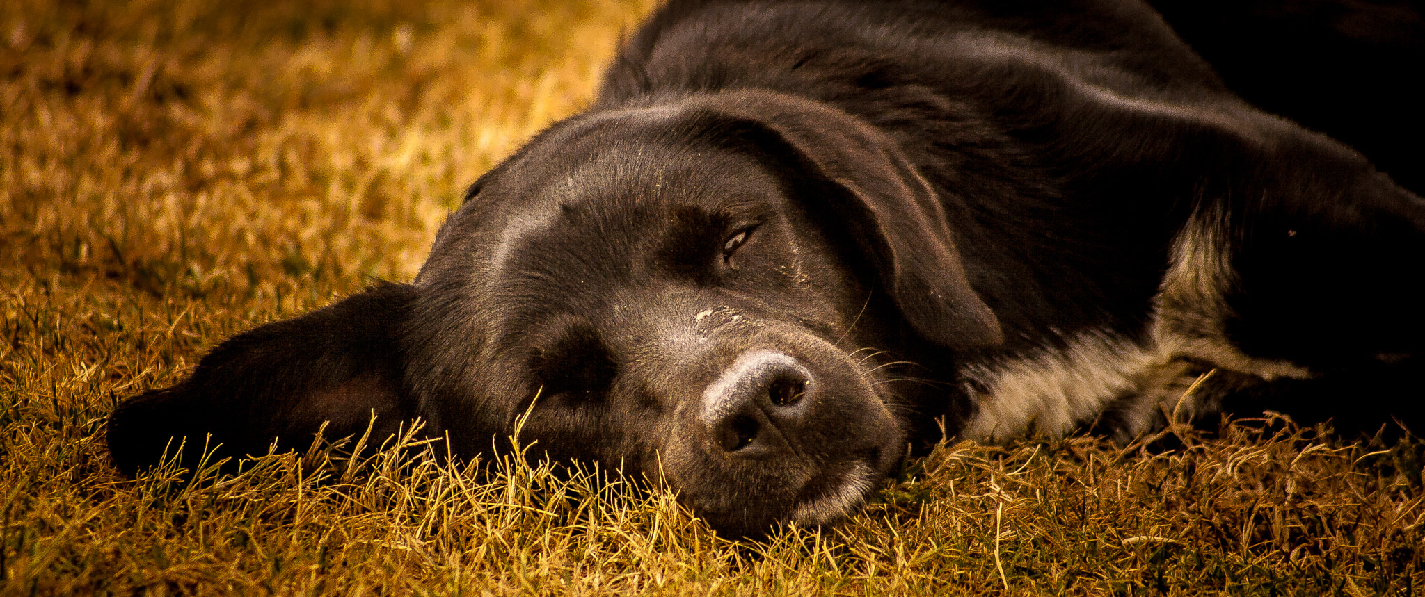 Sigma 70-300mm F4-5.6 APO DG Macro sample photo. A lazy & cute stray dog photography