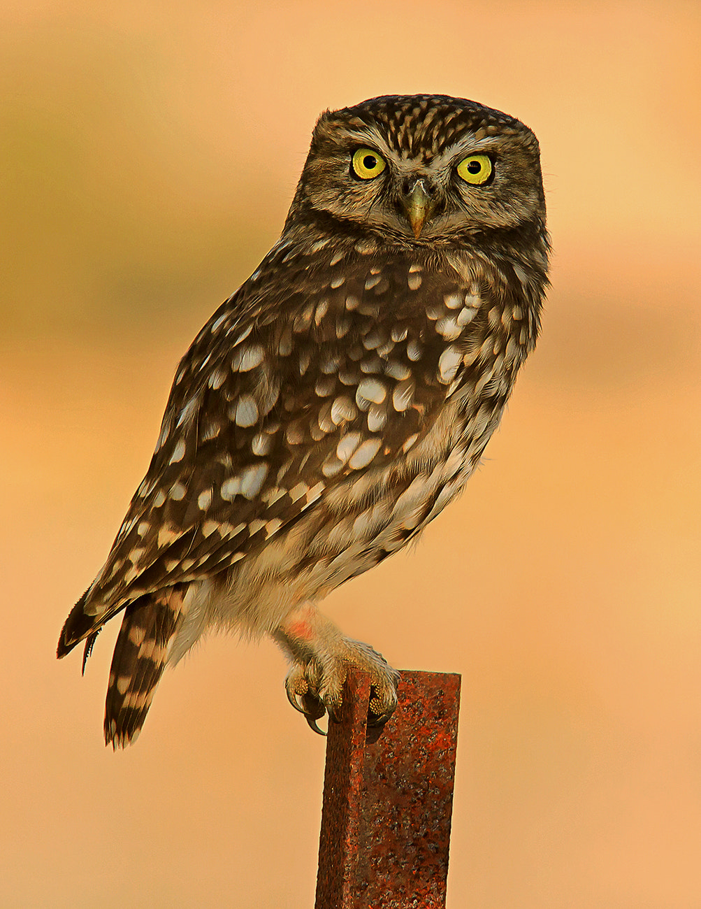 Sigma 100-300mm f/4 sample photo. Mochuelo photography
