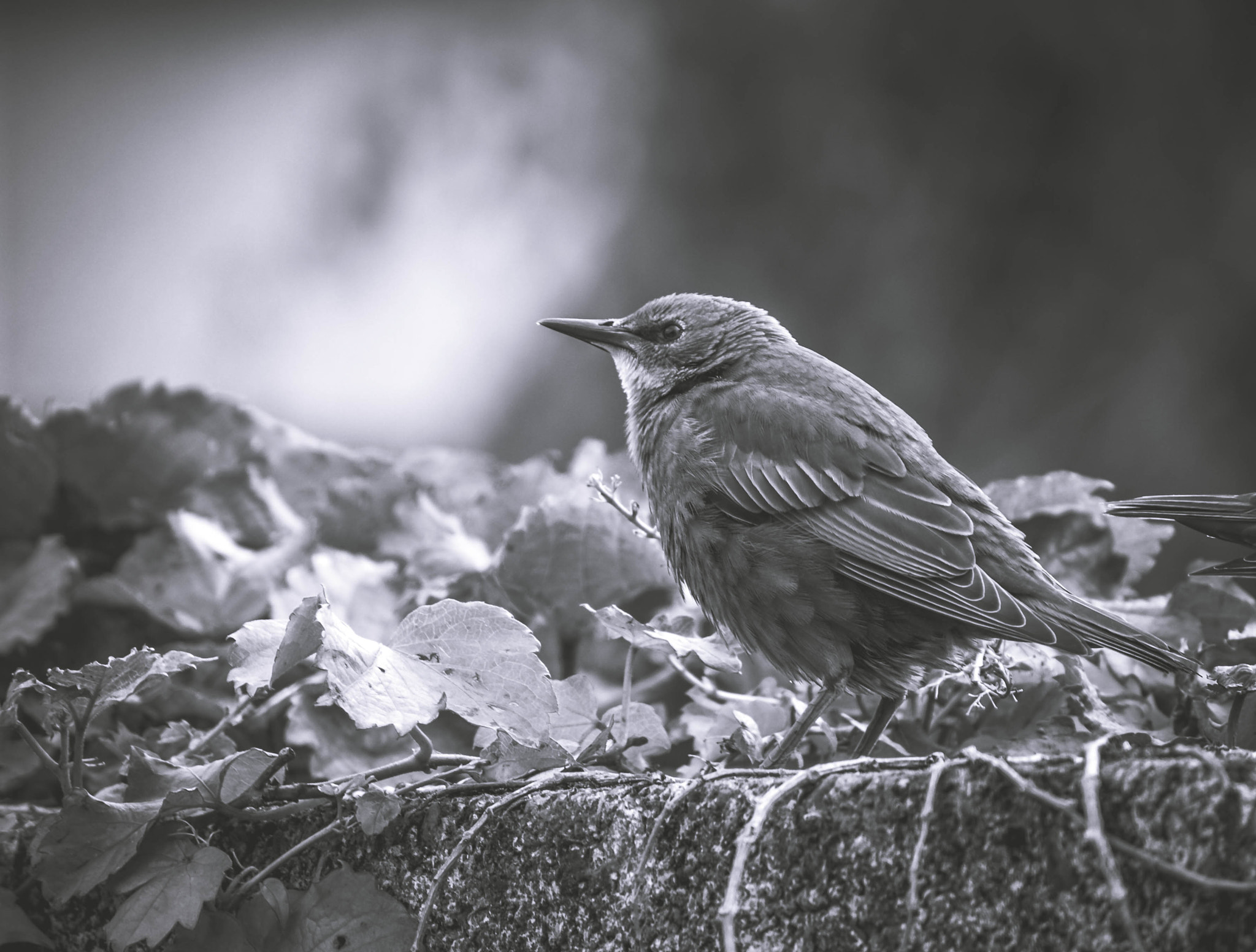 Canon EF-S 55-250mm F4-5.6 IS II sample photo. Garden visitor photography