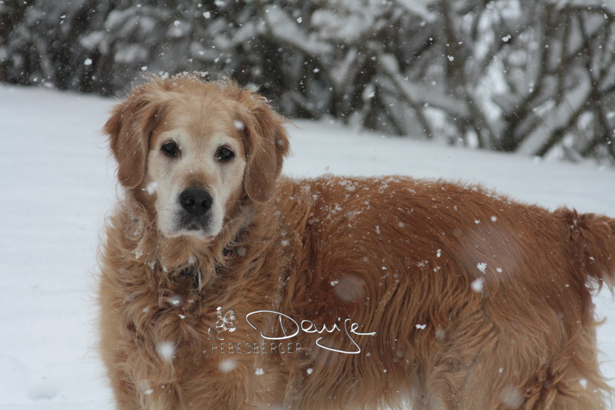 Canon EF 80-200mm F4.5-5.6 II sample photo. Kimba photography