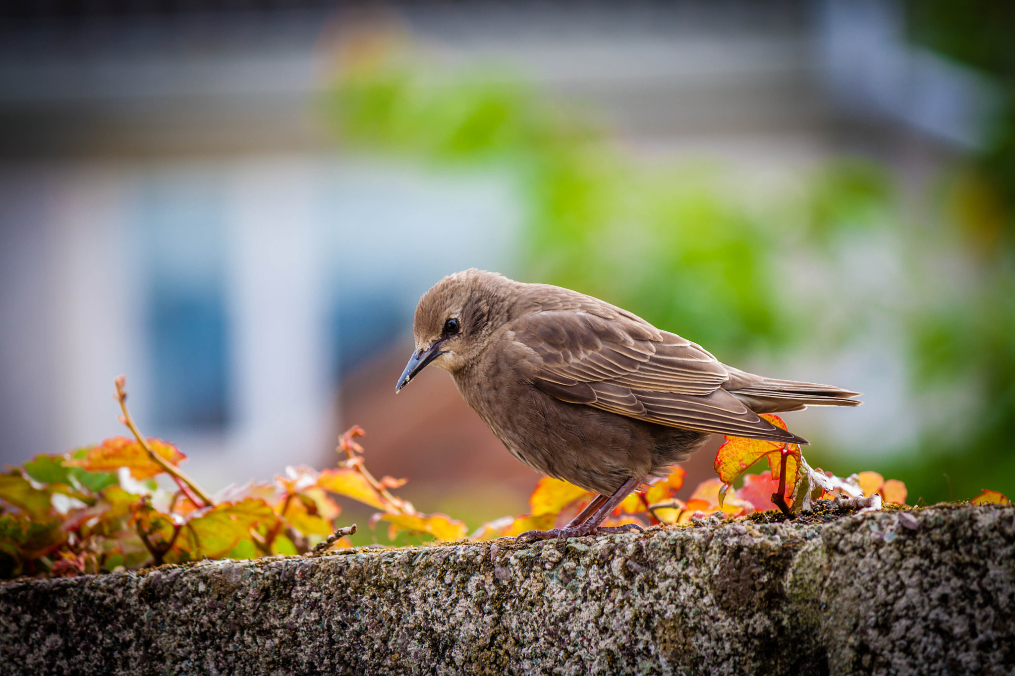 Canon EF-S 55-250mm F4-5.6 IS II sample photo. Little fella photography