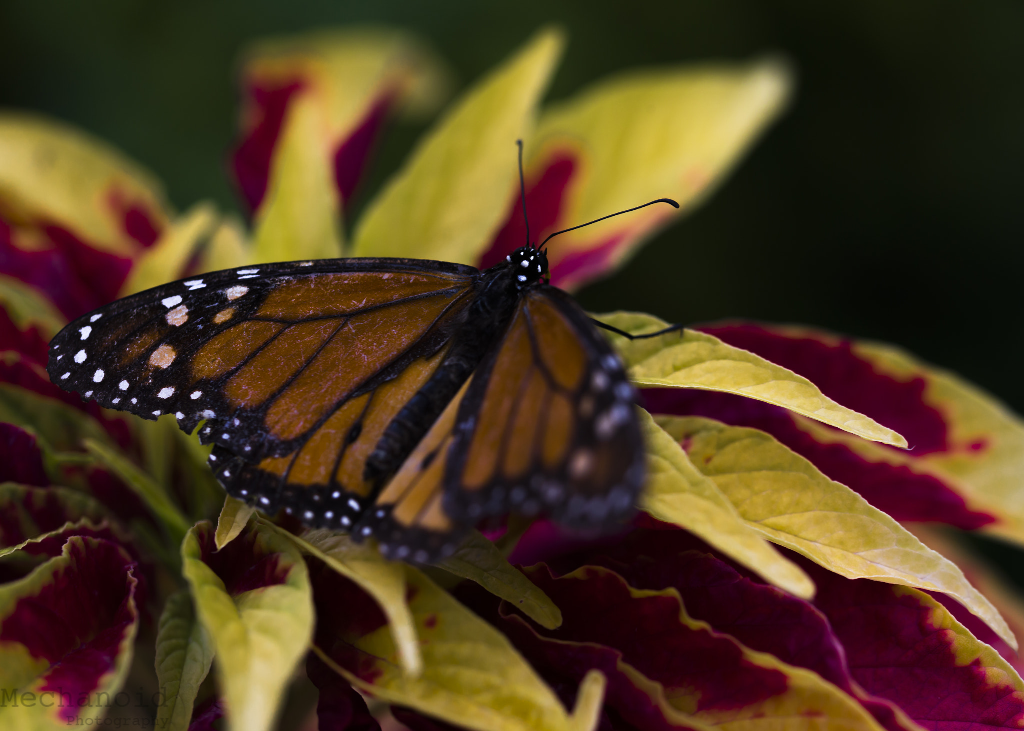 Canon EOS-1D C + Canon EF 100mm F2.8L Macro IS USM sample photo. Butterfly #1 photography