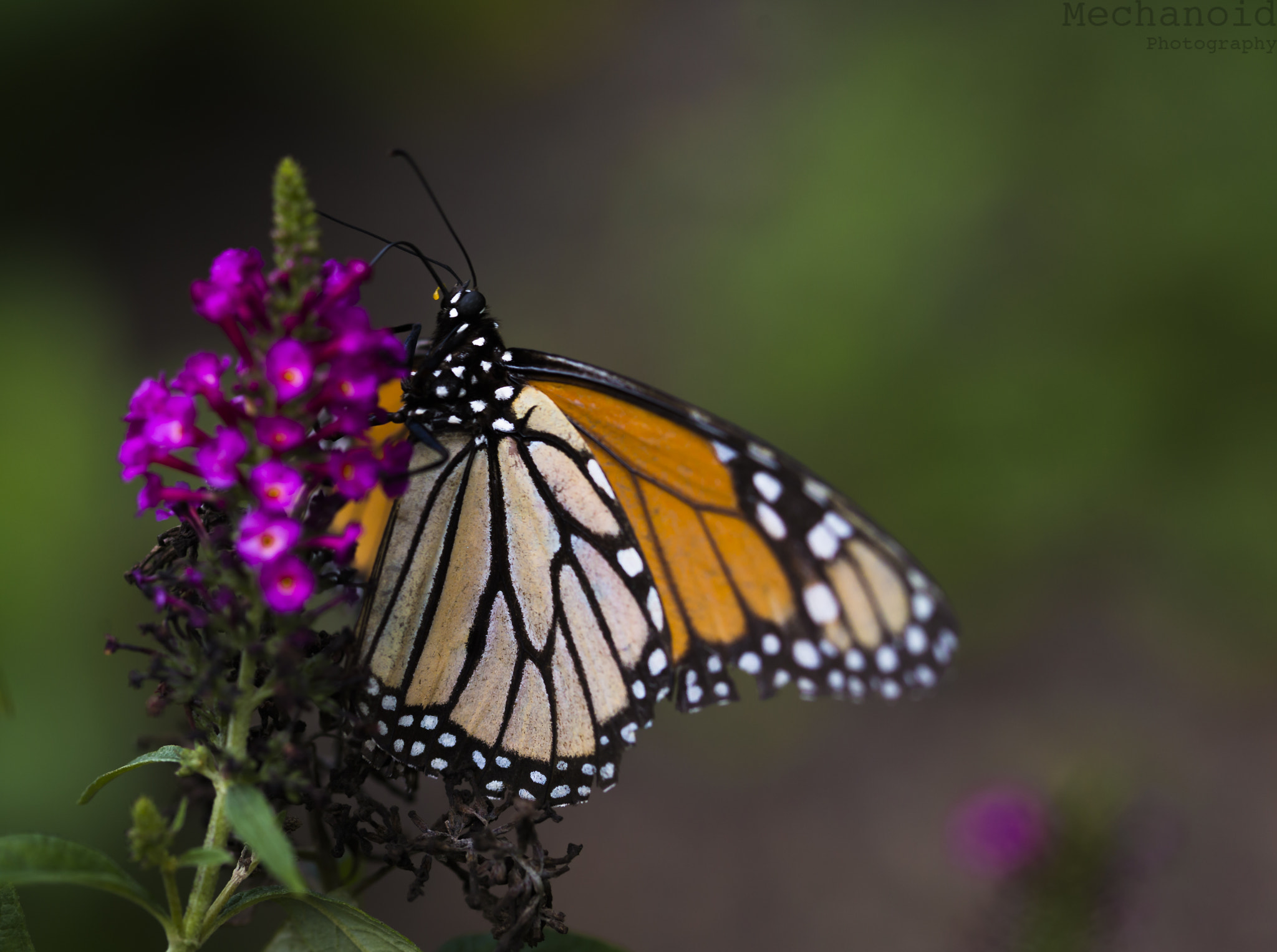 Canon EOS-1D C sample photo. Butterfly #3 photography