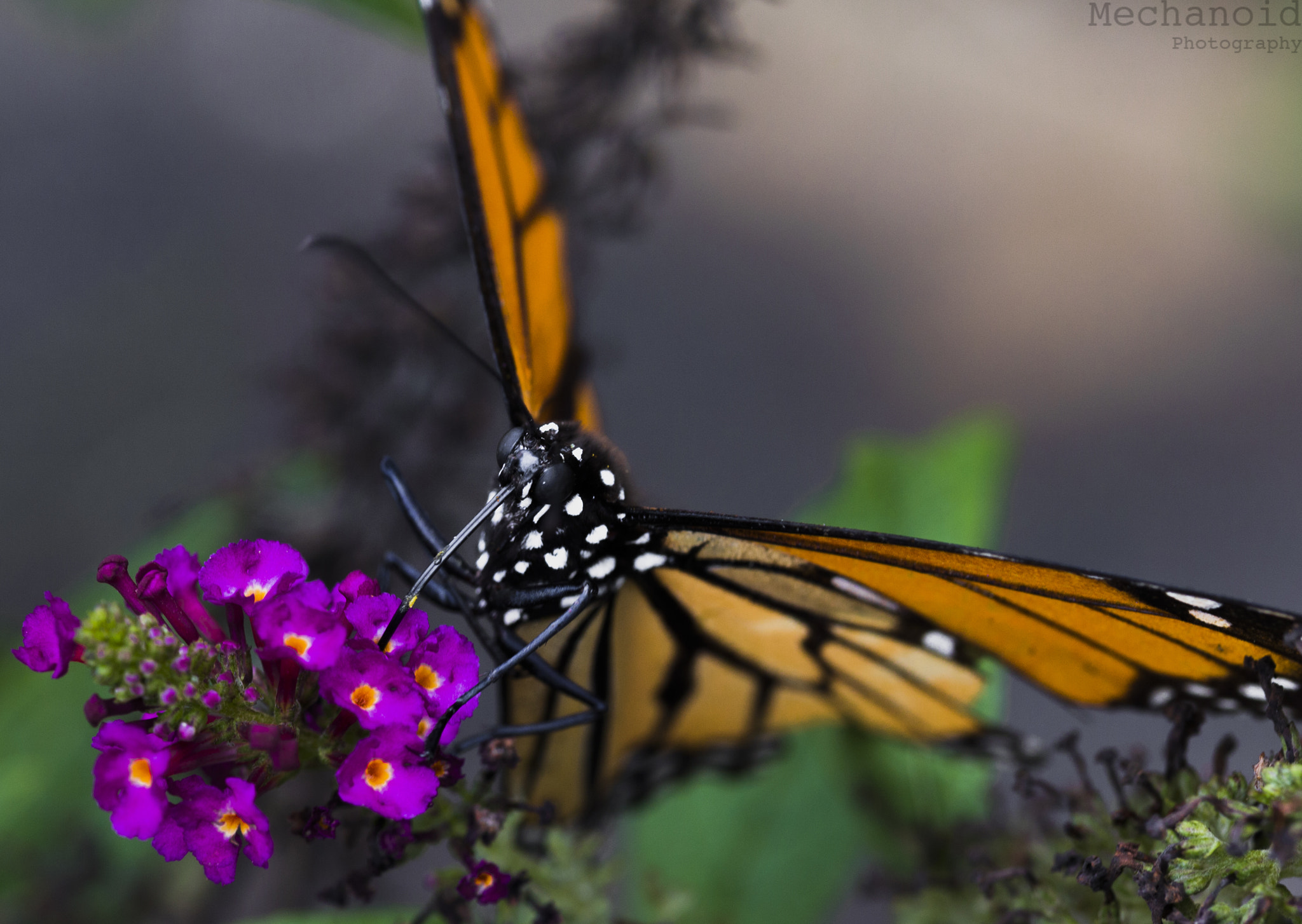 Canon EOS-1D C sample photo. Butterfly #2 photography