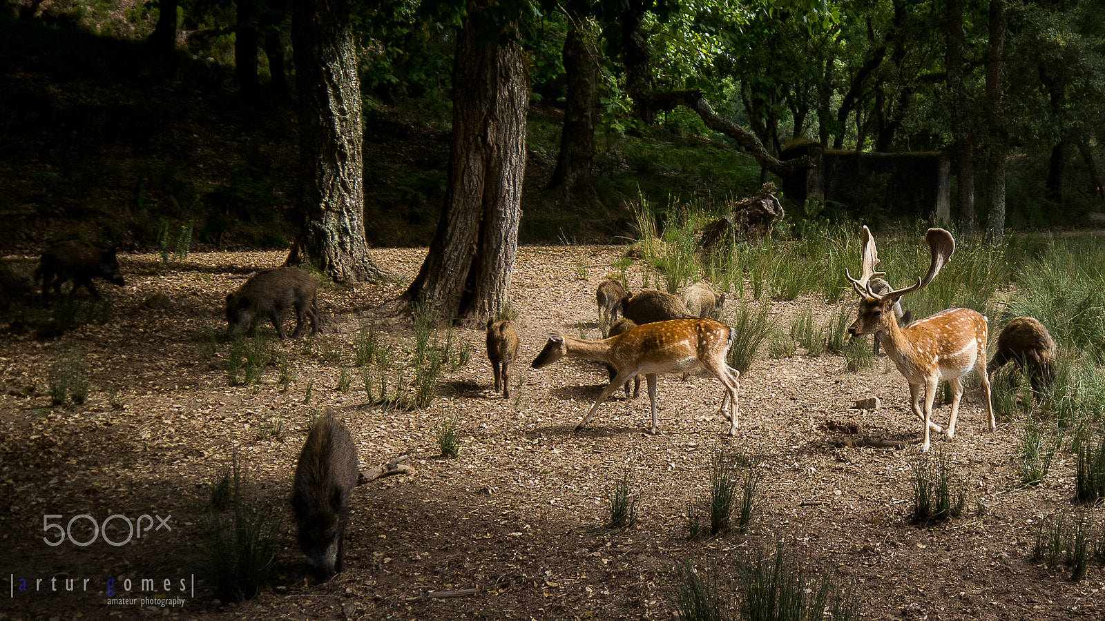 Panasonic Lumix DMC-GH2 sample photo. "bambi and friends" photography