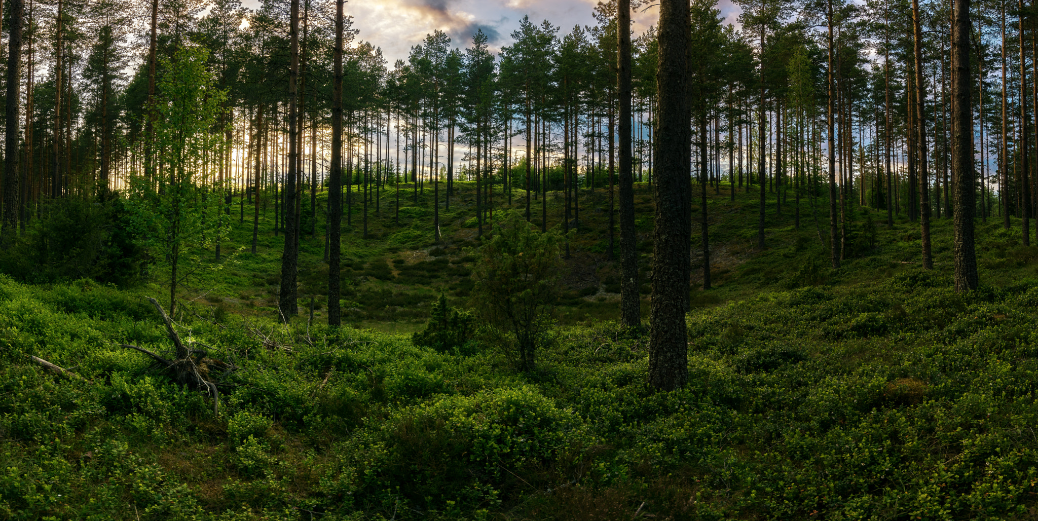Nikon D5300 + Tokina AT-X 12-28mm F4 Pro DX sample photo. Swedish forest at sunset photography